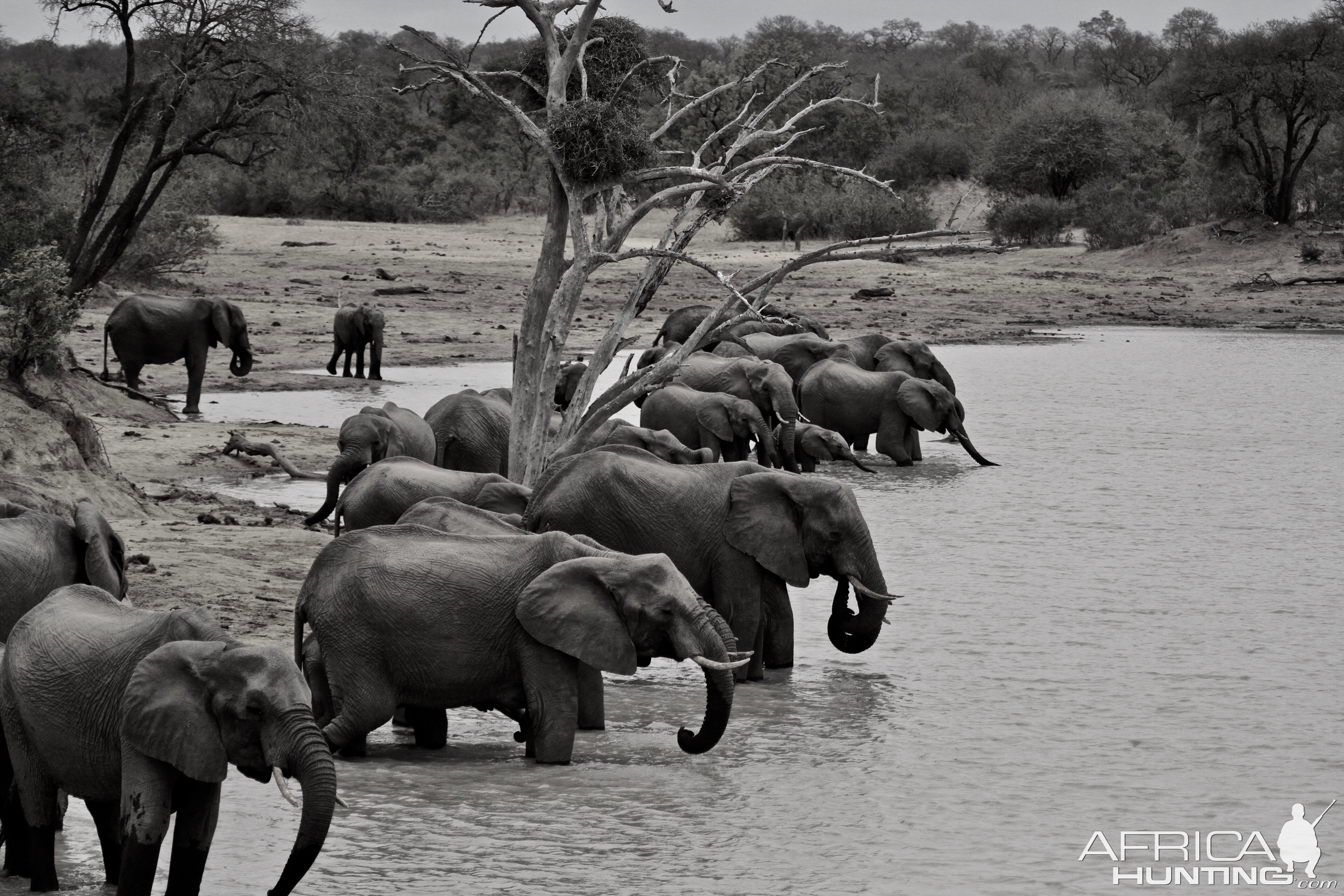 Elephants