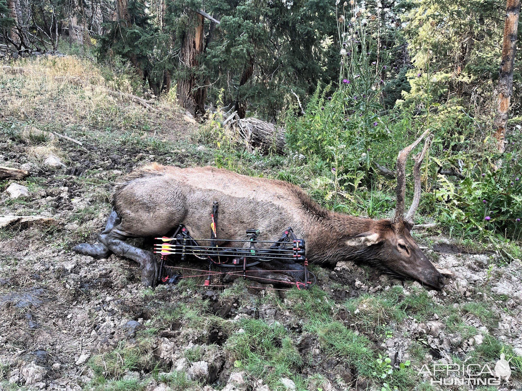 Elk Bow Hunting