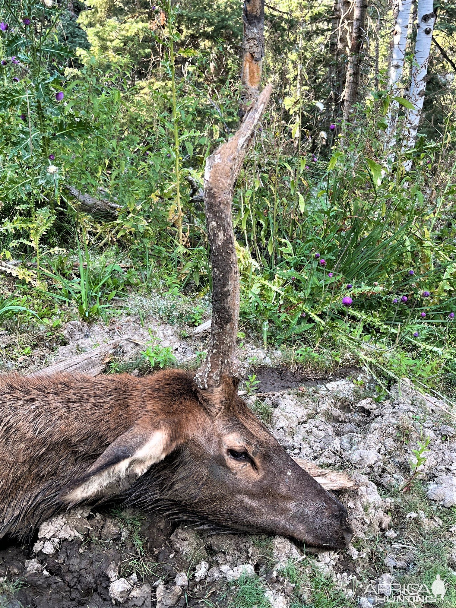 Elk Bow Hunting