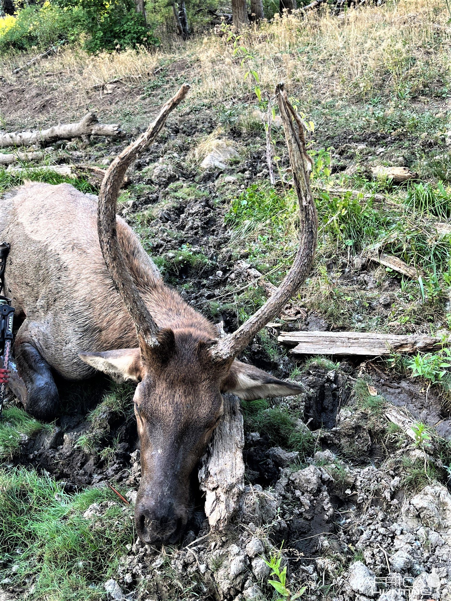 Elk Bow Hunting