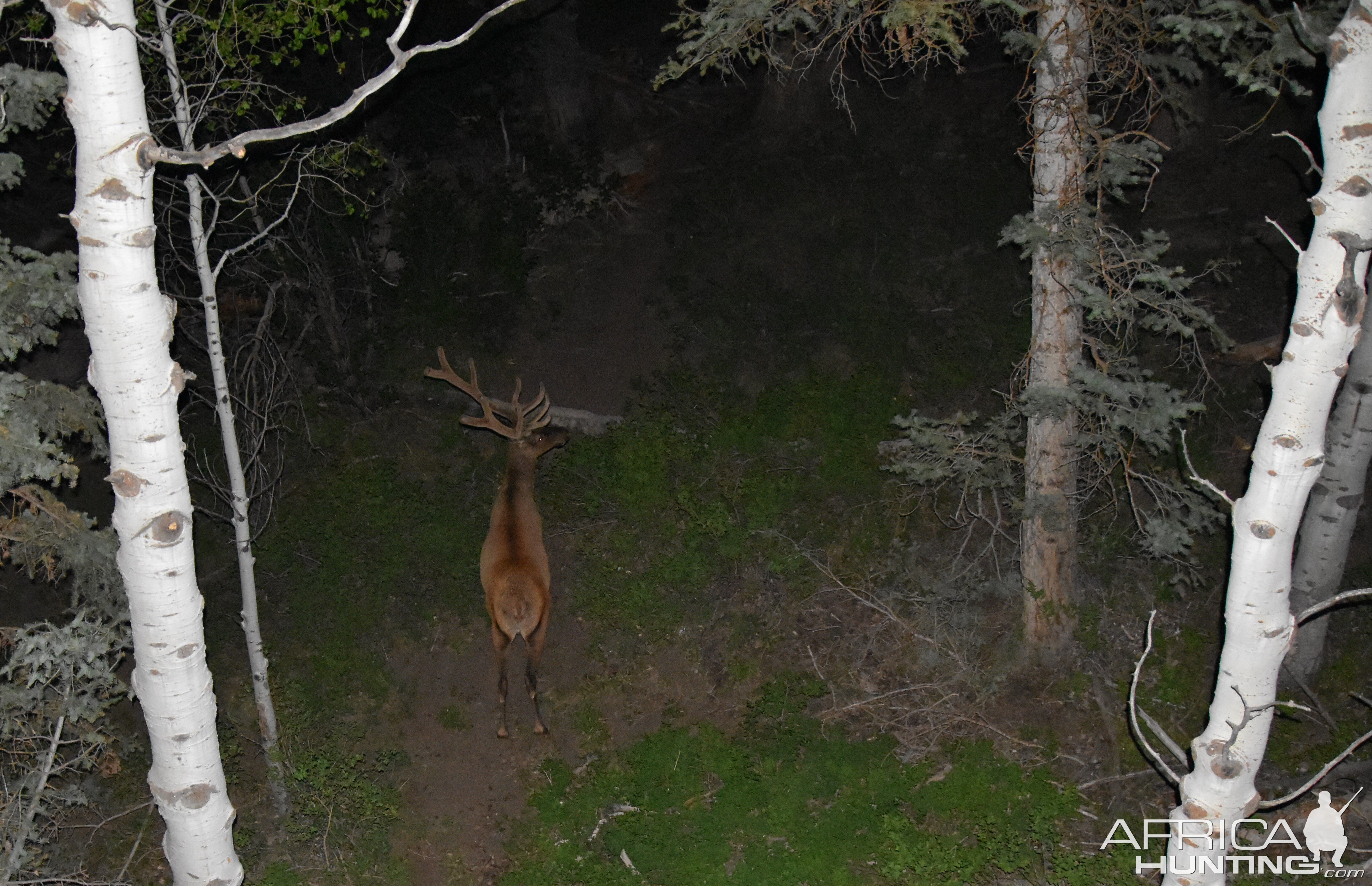 Elk Bull Utah