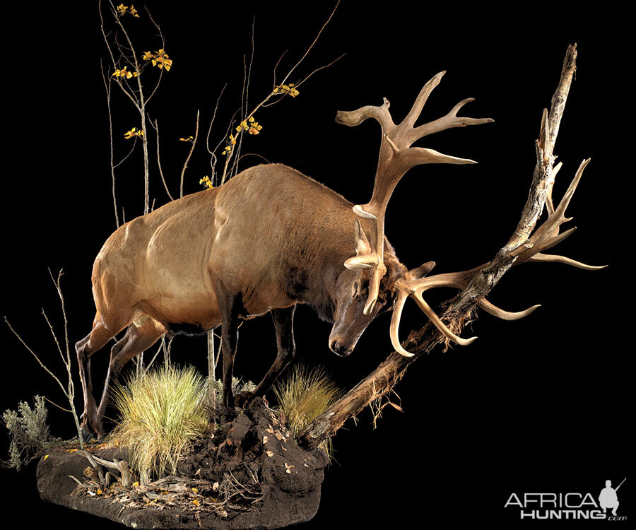 Elk Full Mount Taxidermy