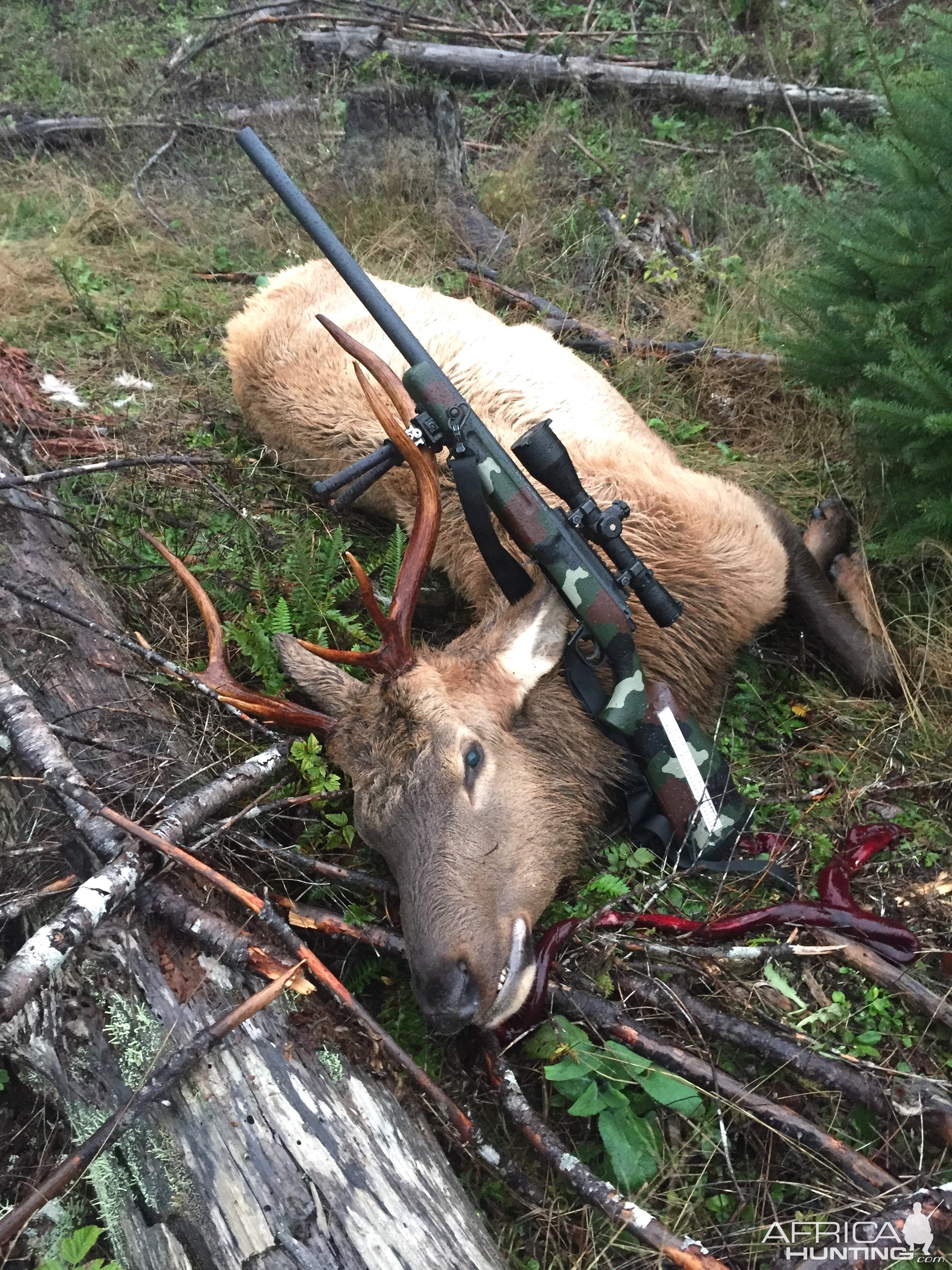 Elk Hunt