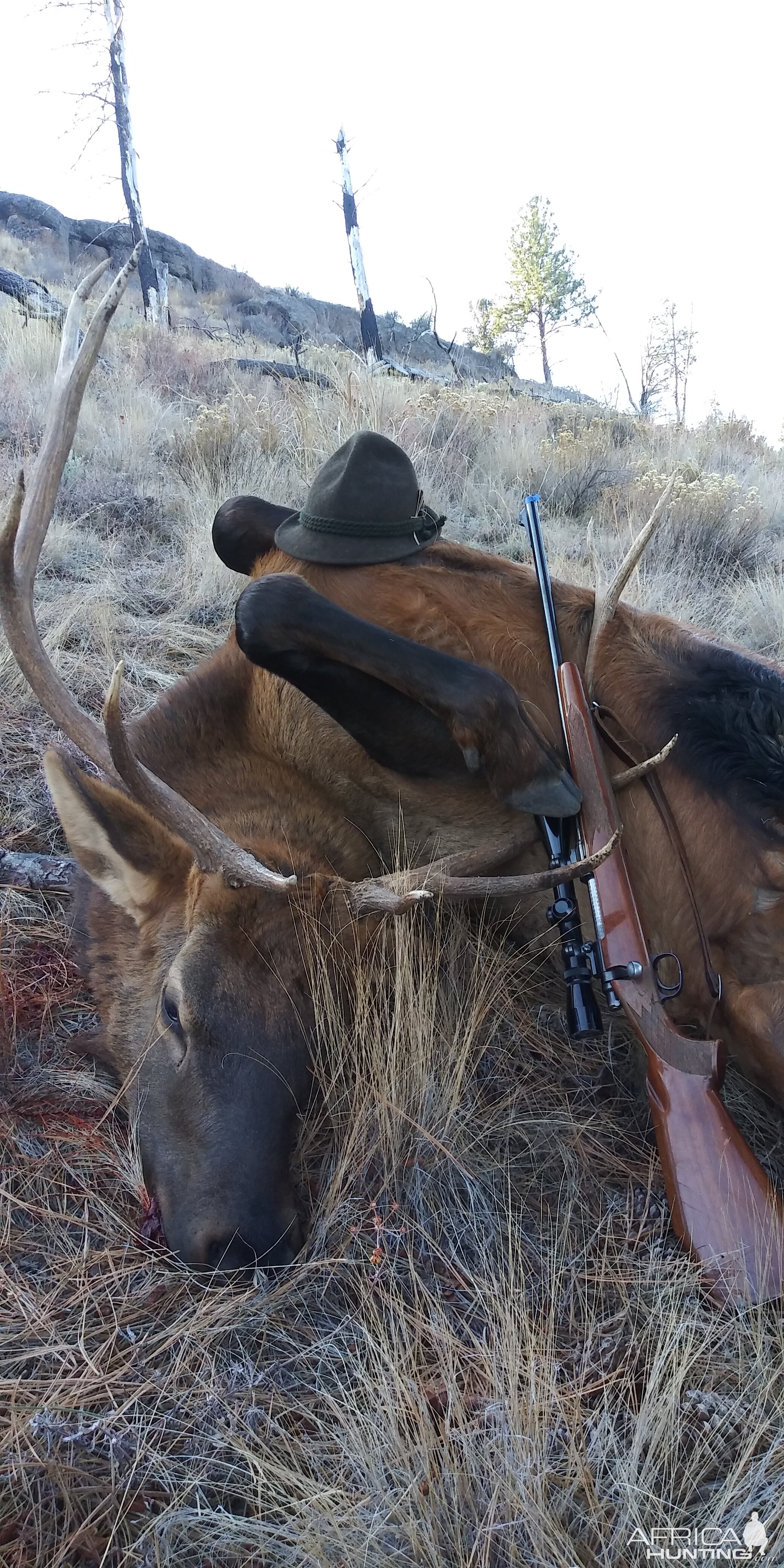 Elk Hunting USA