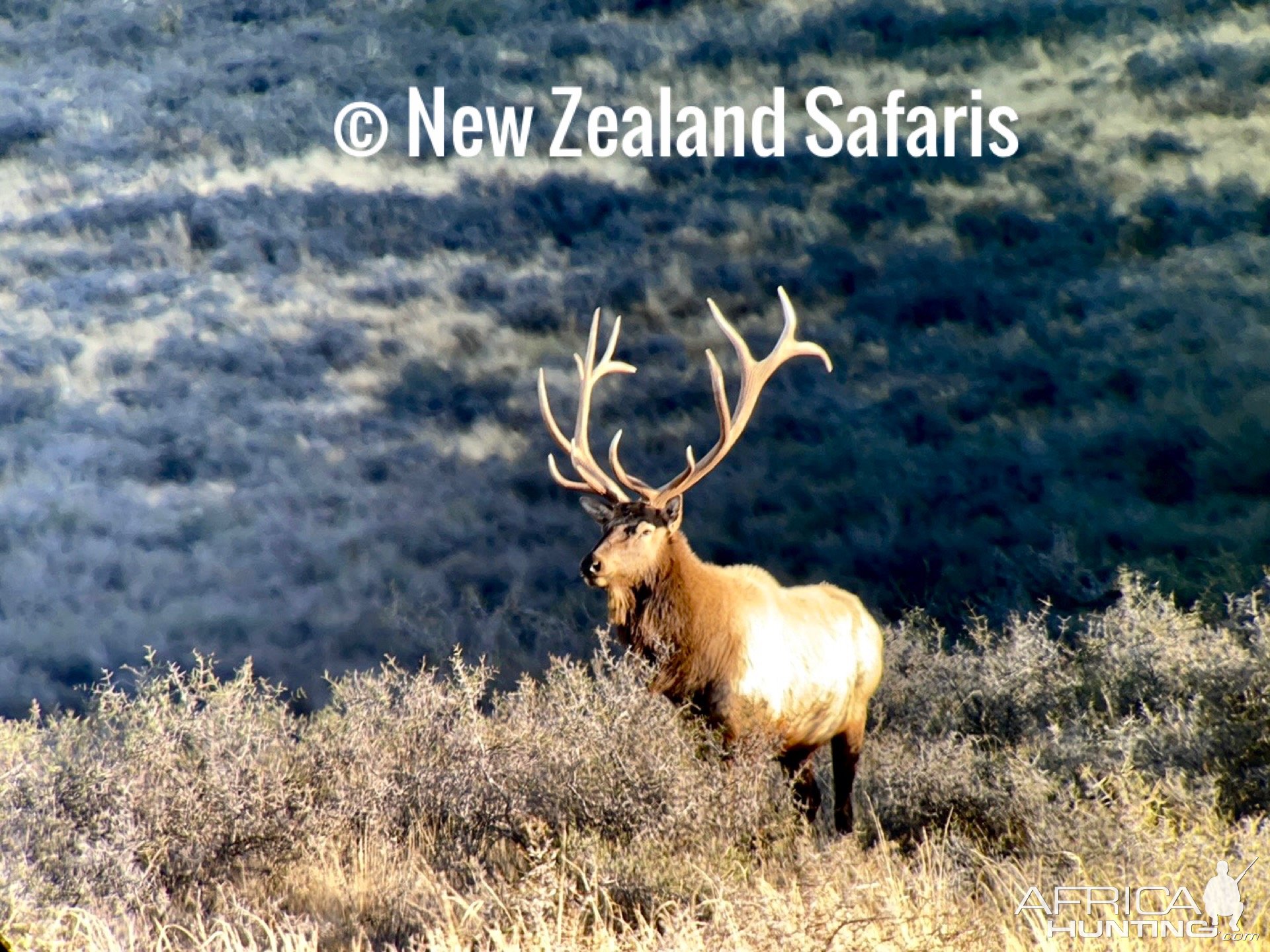 Elk- New Zealand Safaris