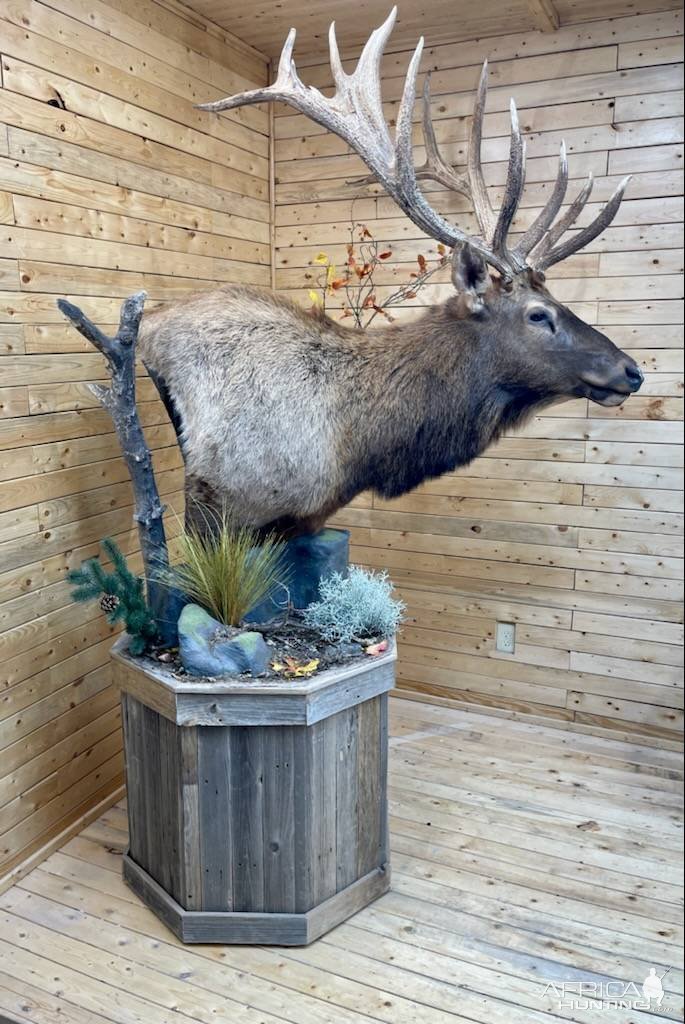 Elk Pedestal Mount Taxidermy