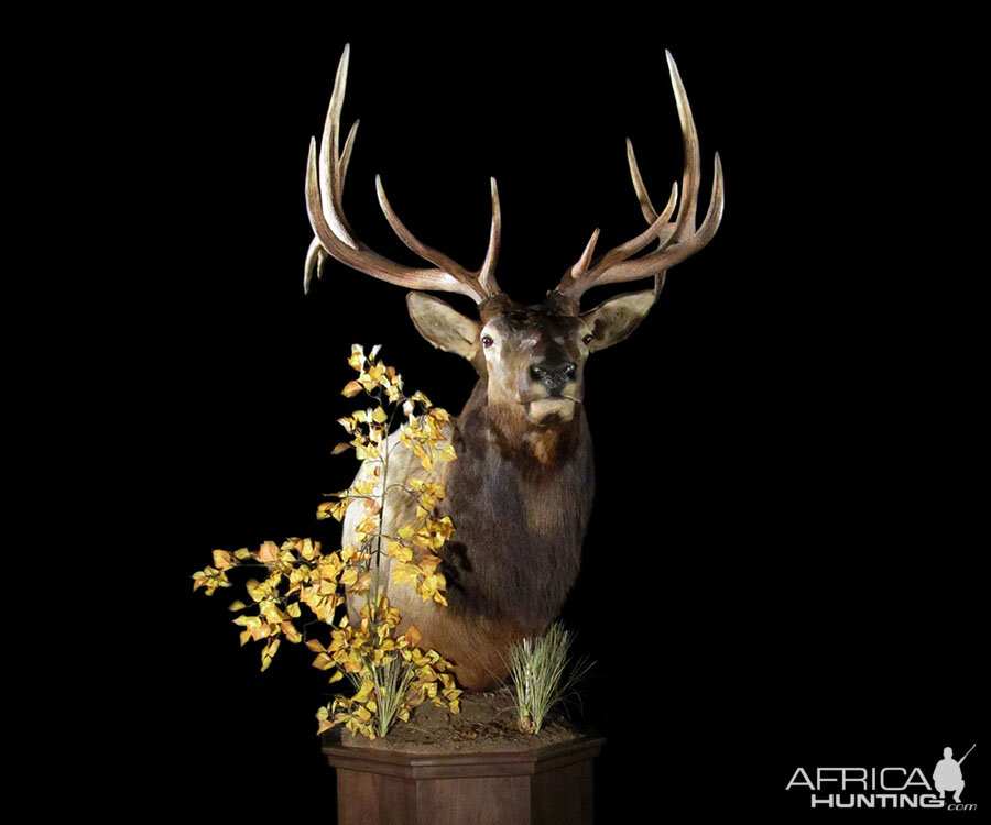 Elk Pedestal Mount Taxidermy