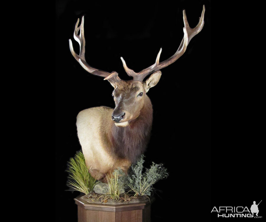 Elk Pedestal Mount Taxidermy