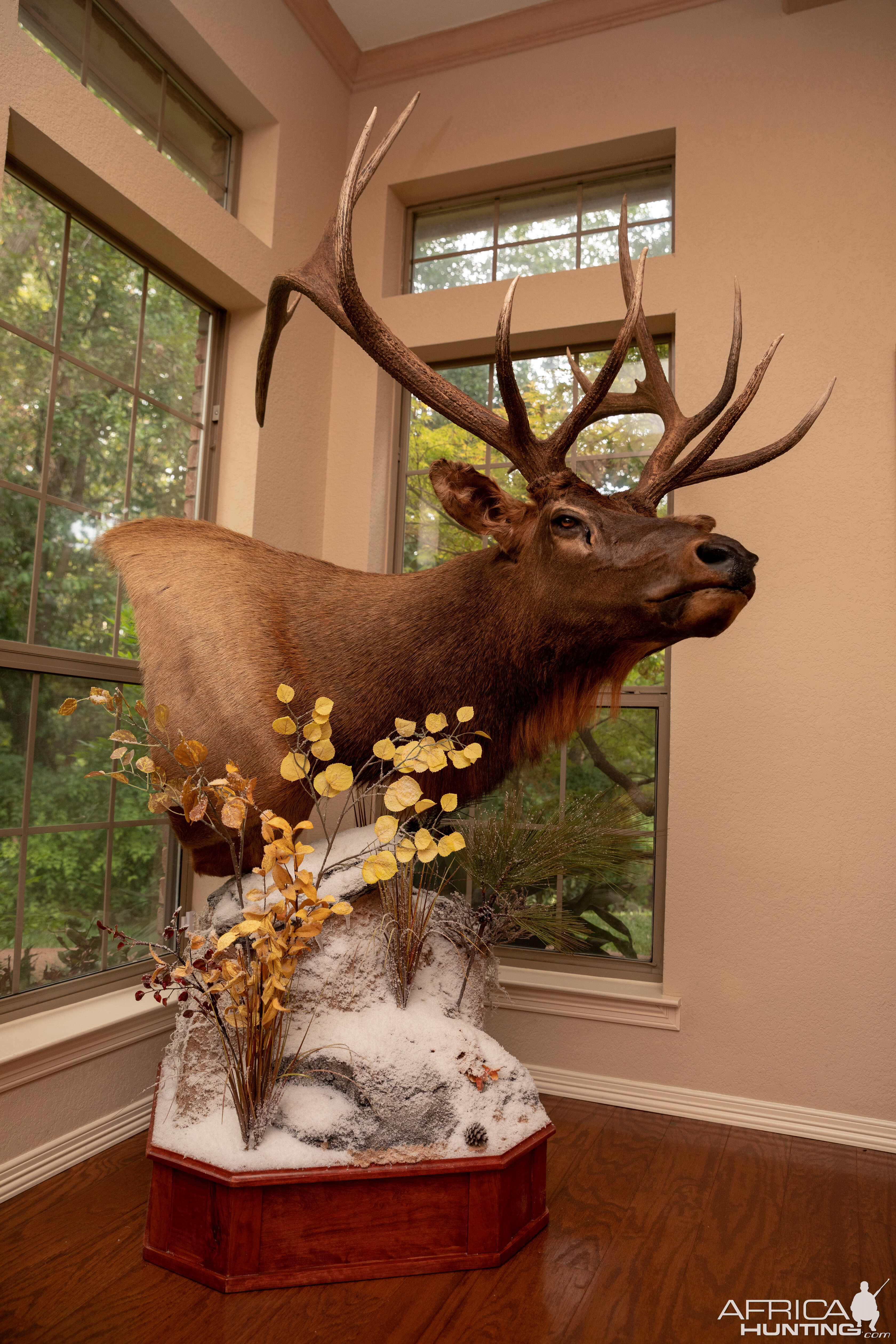 elk bull mount