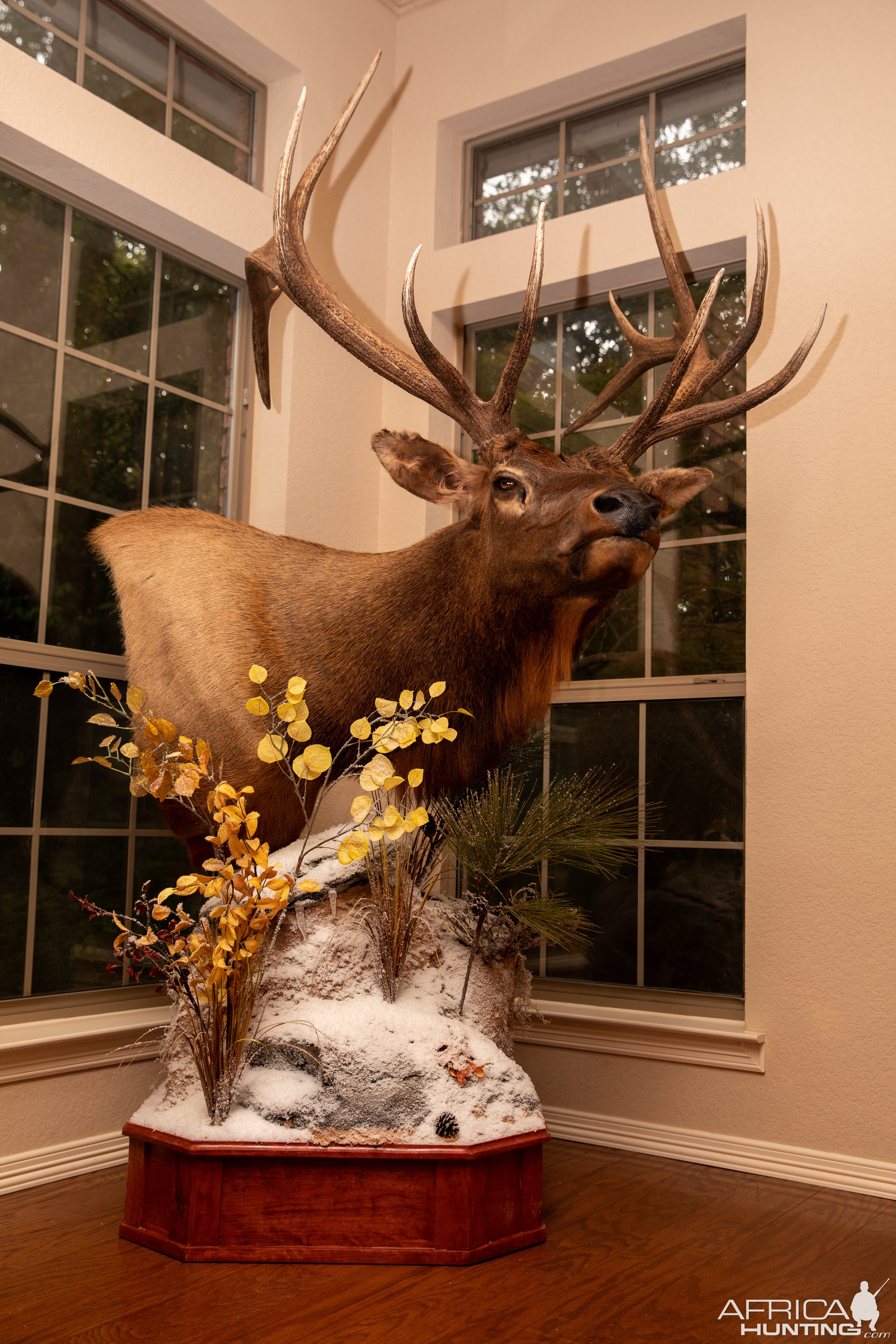 Elk Pedestal Mount Taxidermy | AfricaHunting.com