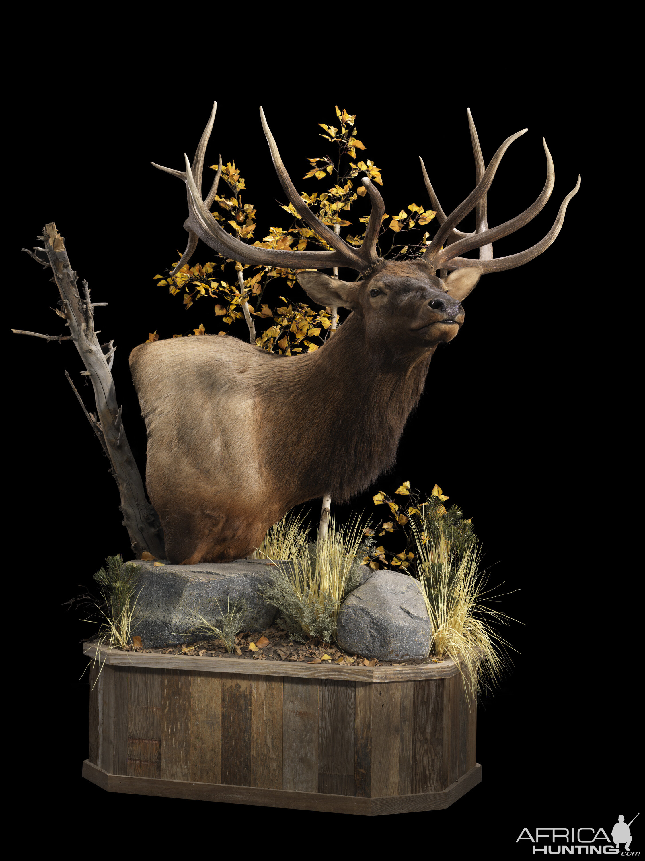 Elk Pedestal Mount | AfricaHunting.com