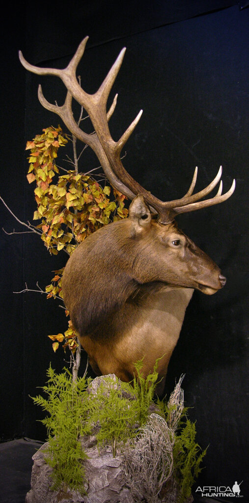 Elk Pedestal Shoulder Mount