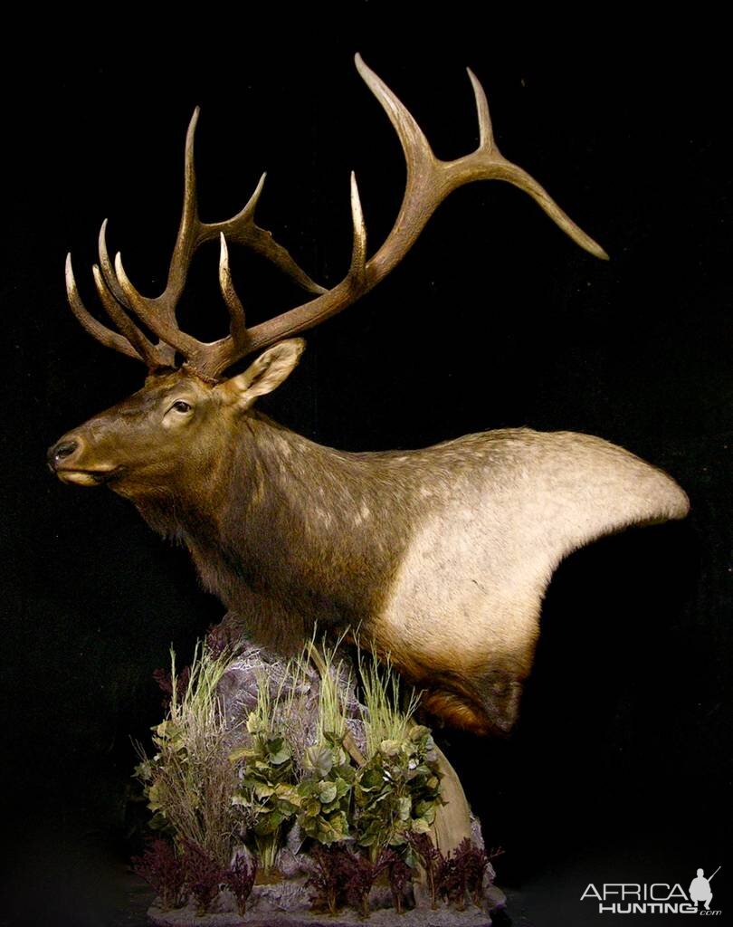 Elk Shoulder Mount Pedestal Taxidermy