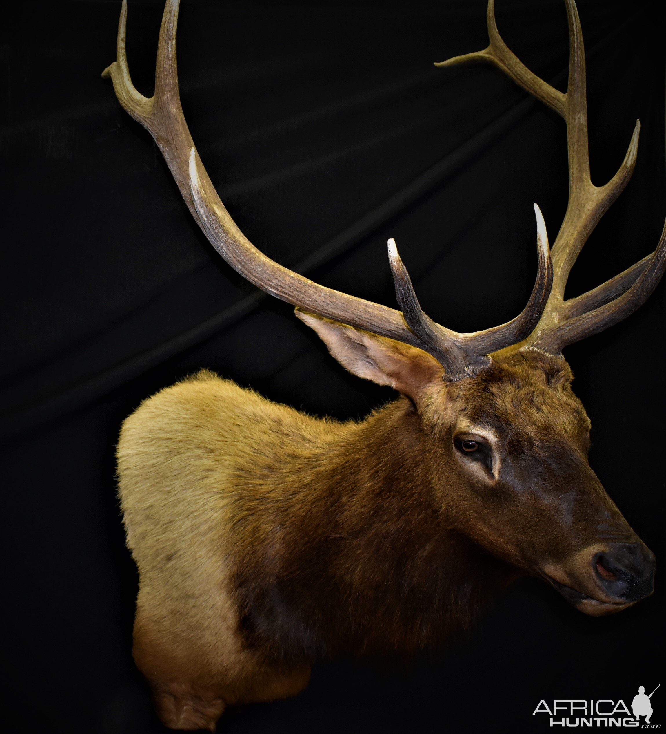 Elk Shoulder Mount Taxidermy