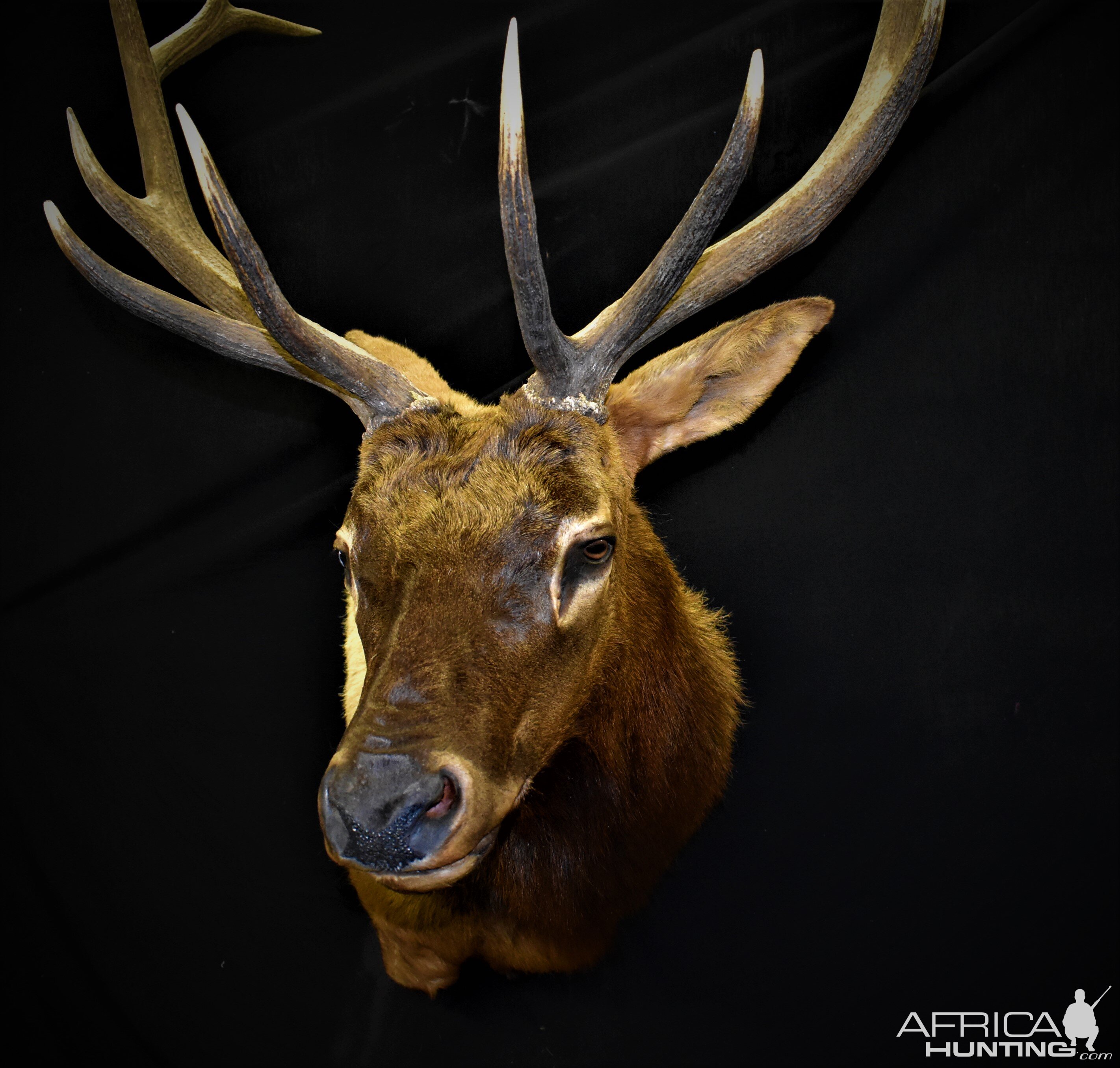 Elk Shoulder Mount Taxidermy