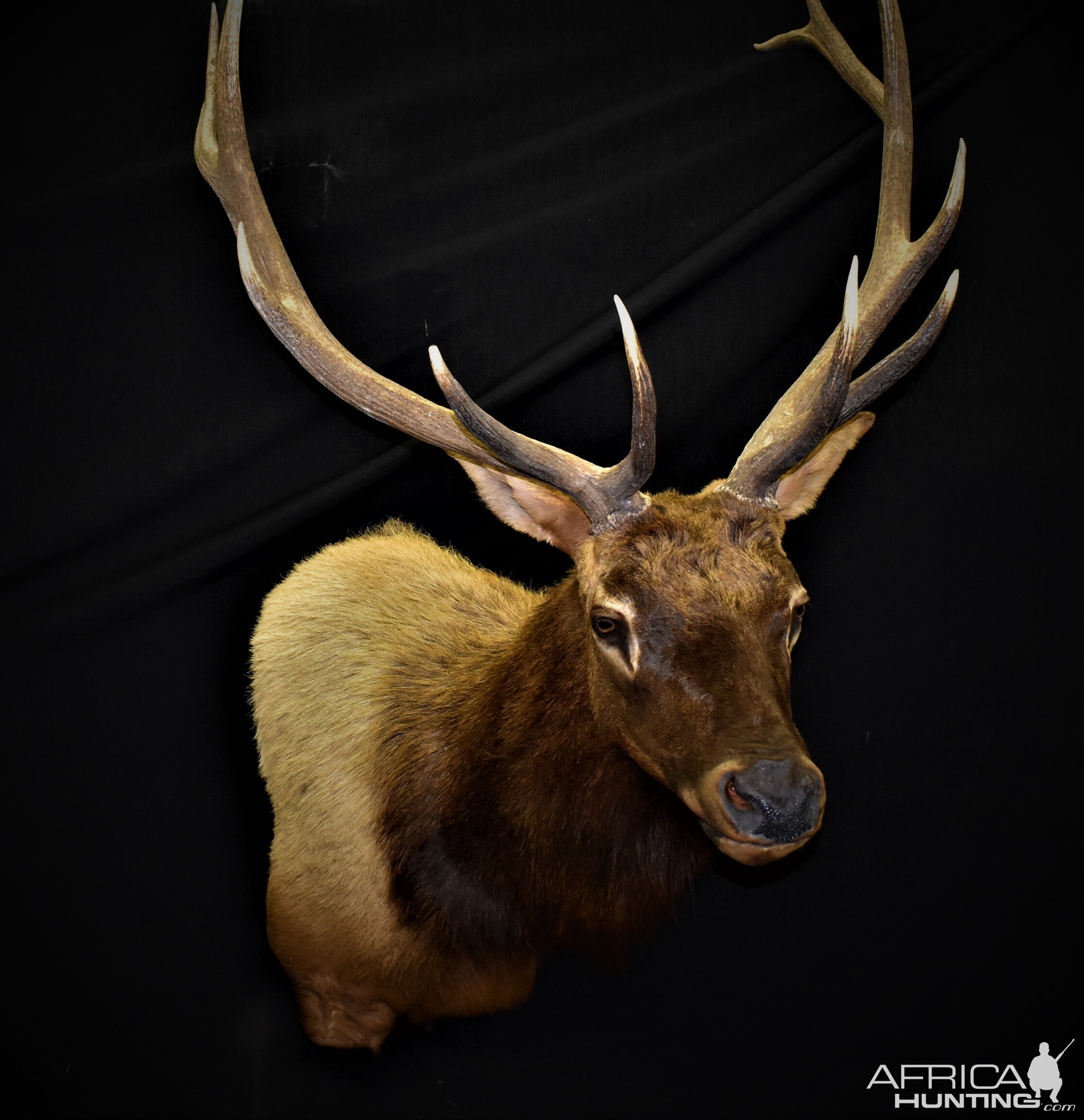 Elk Shoulder Mount Taxidermy