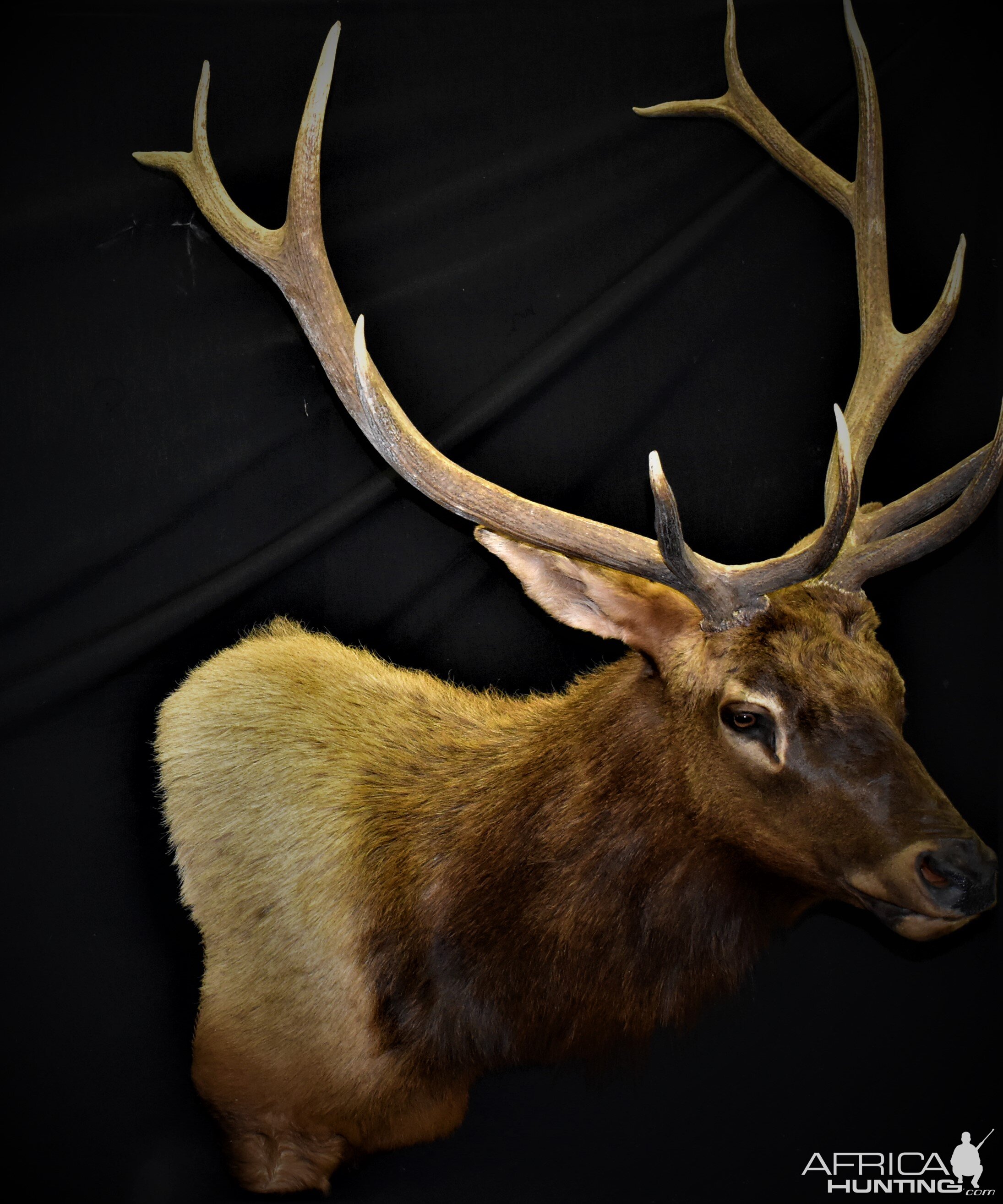 Elk Shoulder Mount Taxidermy