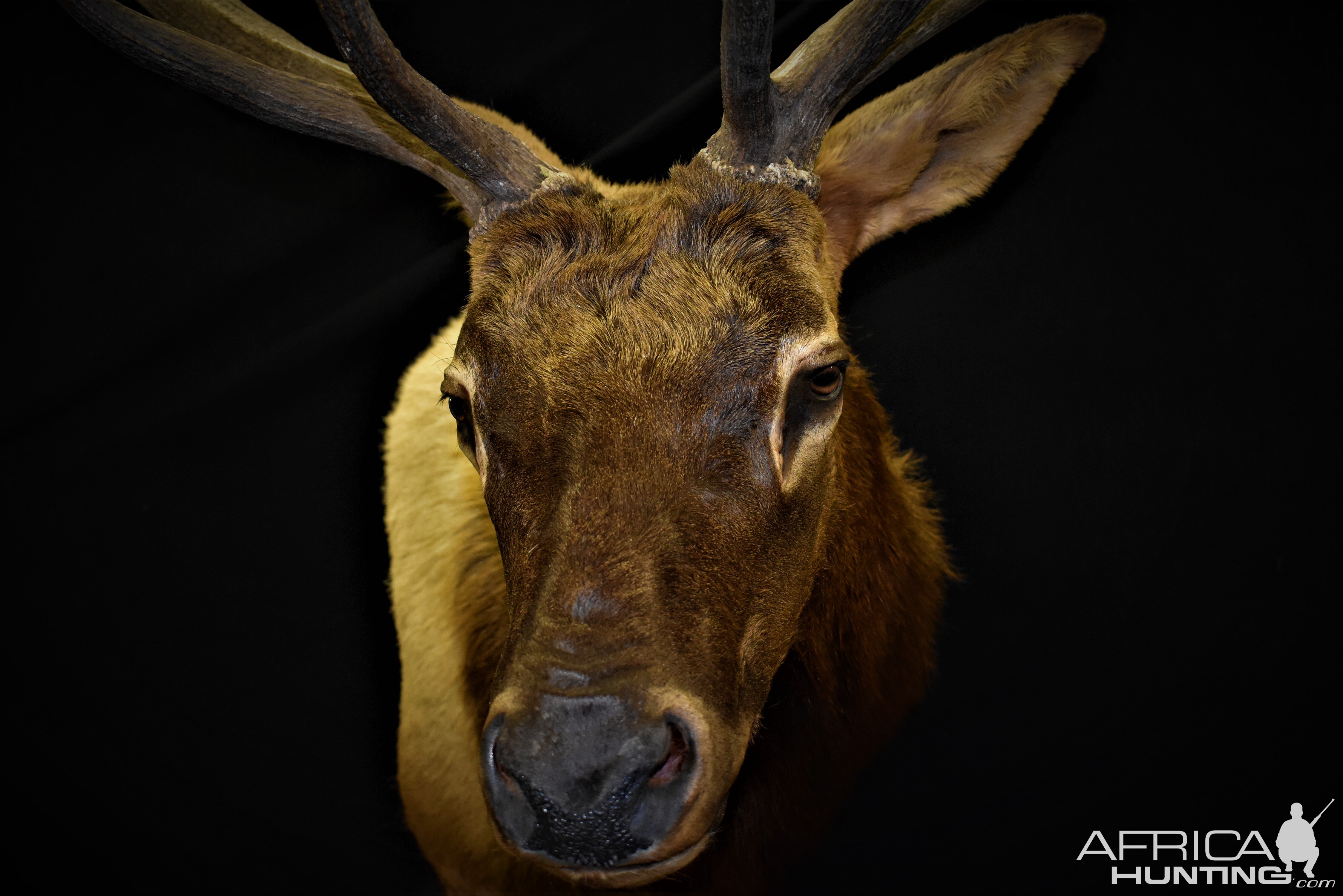 Elk Shoulder Mount Taxidermy