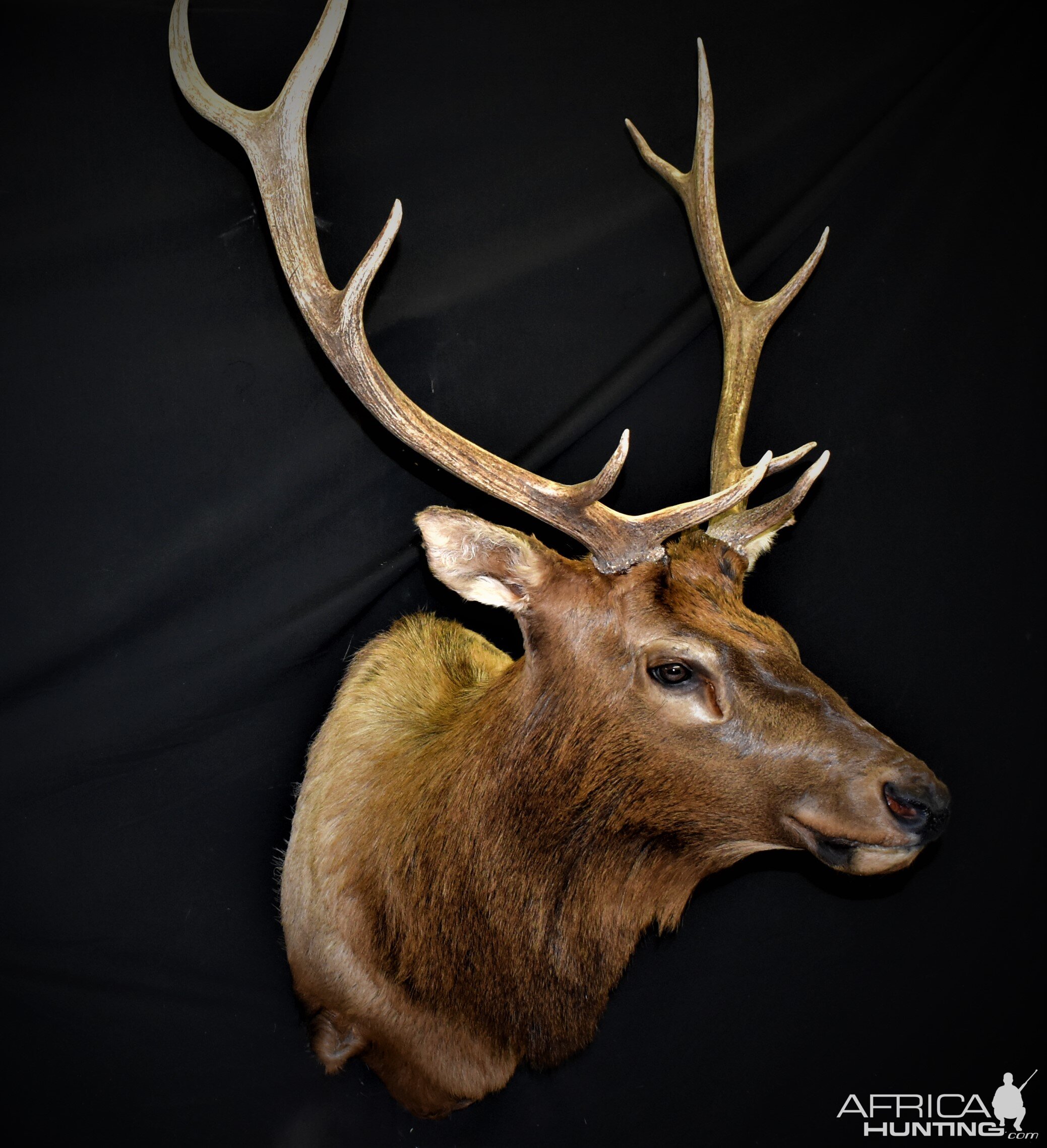 Elk Shoulder Mount Taxidermy