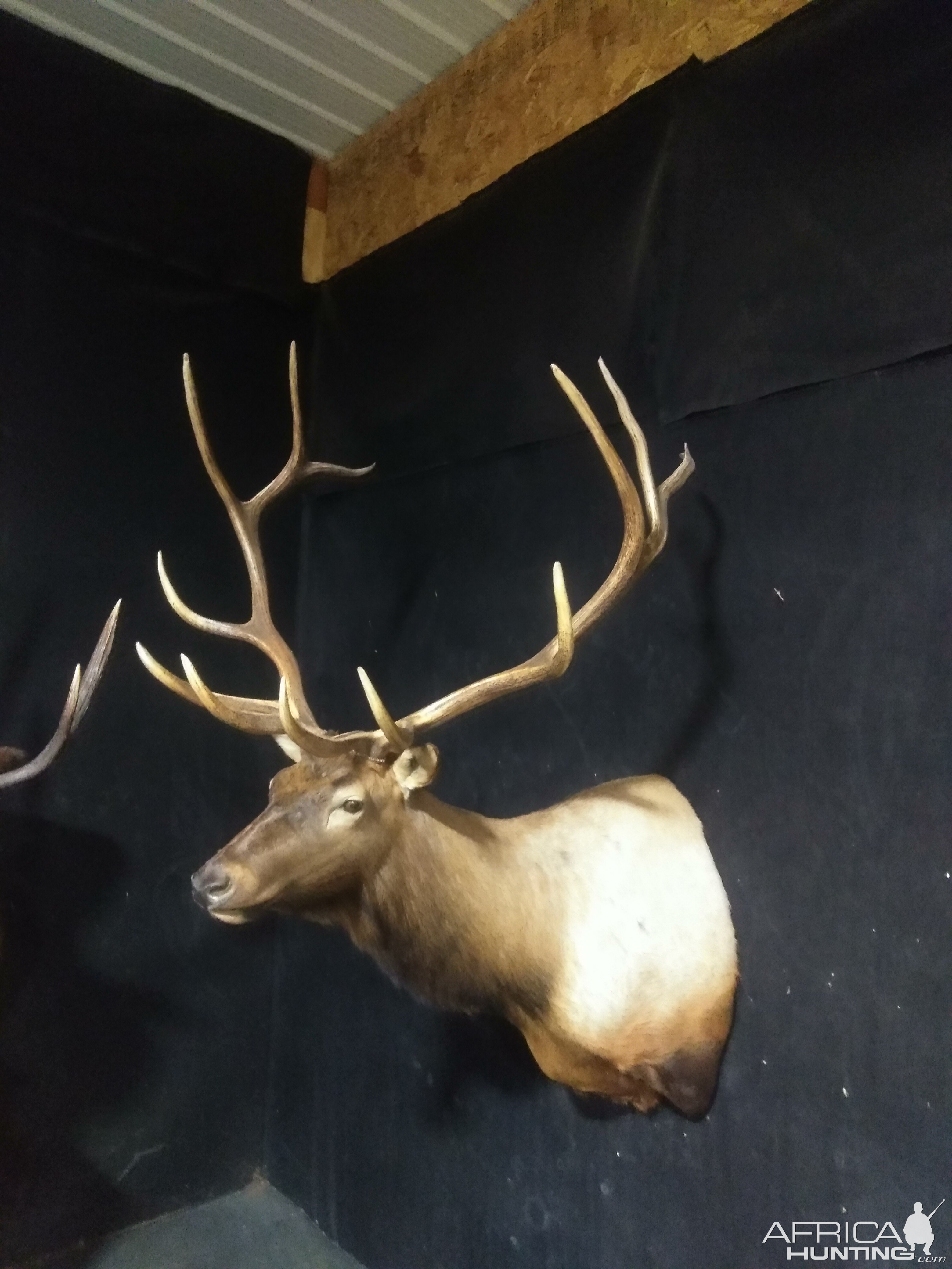 Elk Shoulder Mount Taxidermy