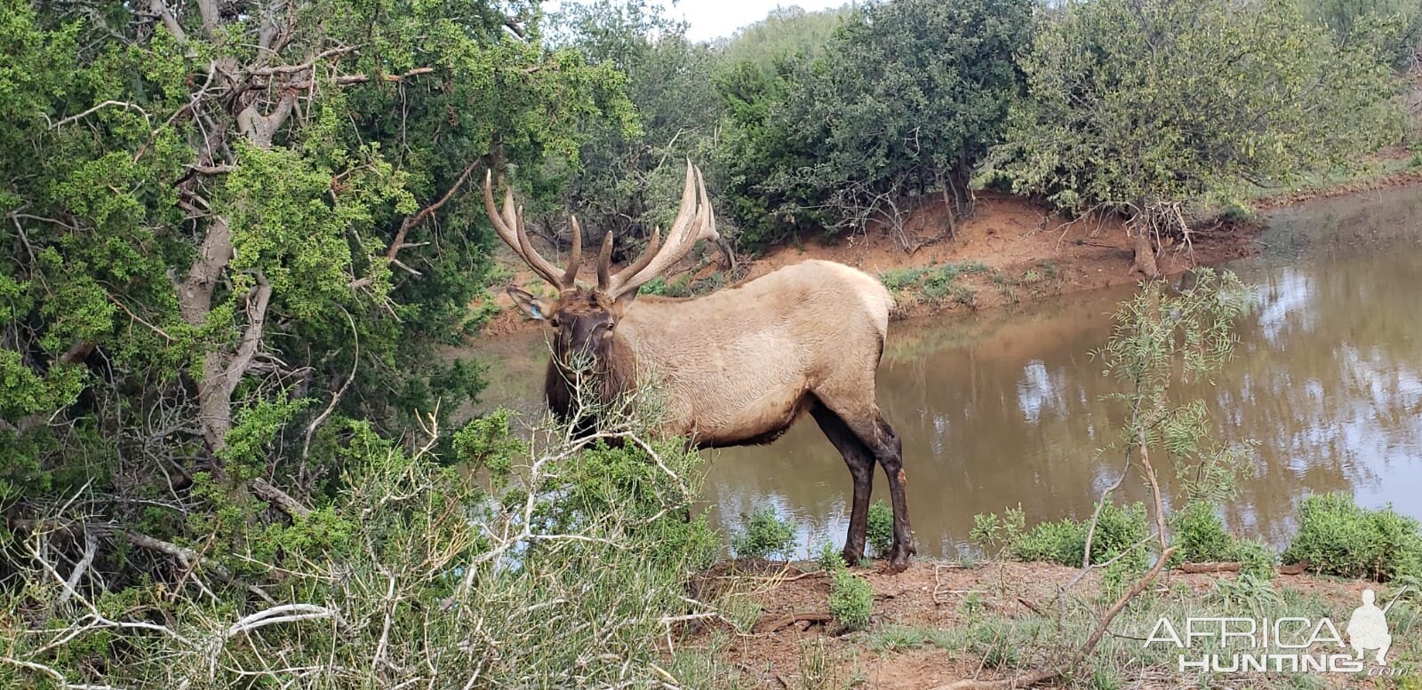 Elk Texas USA