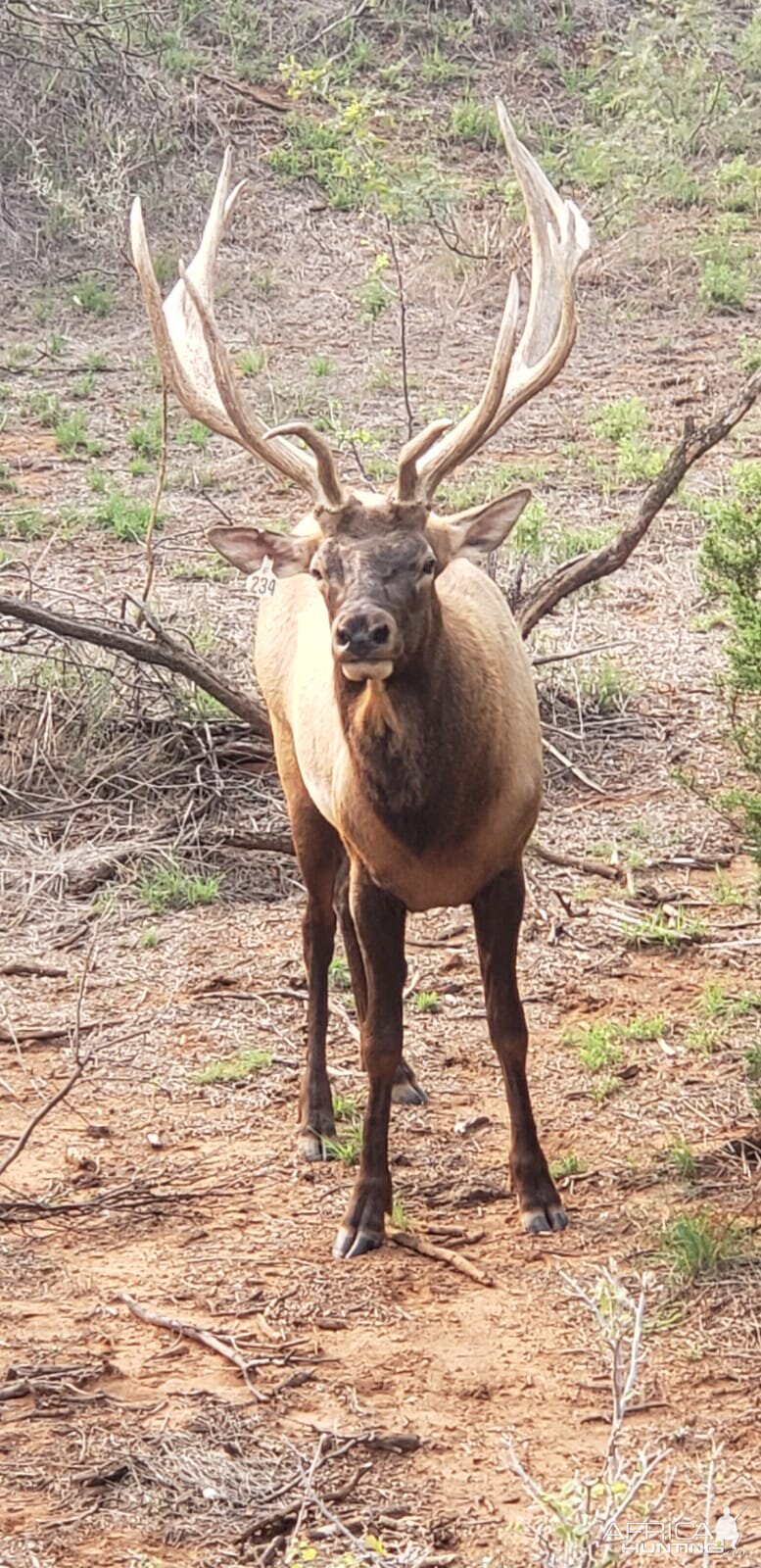 Elk Texas USA