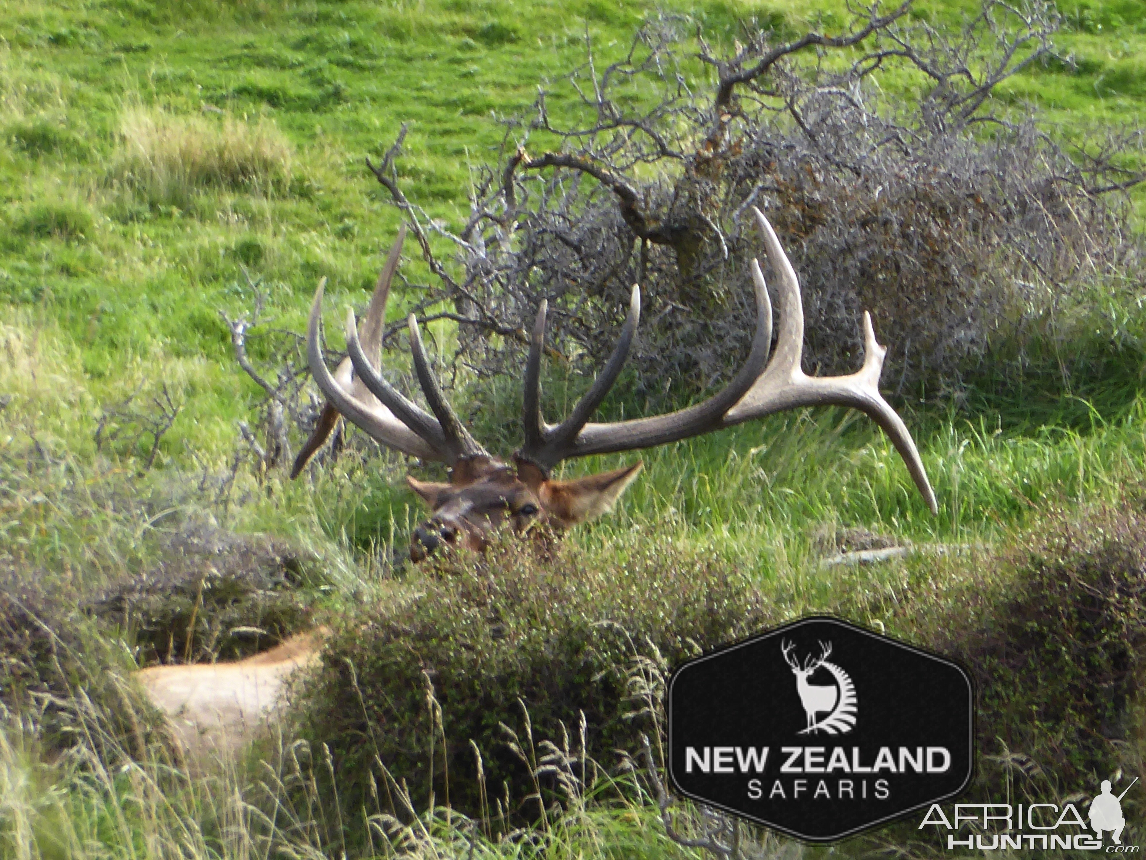 Elk typical- New Zealand Safaris