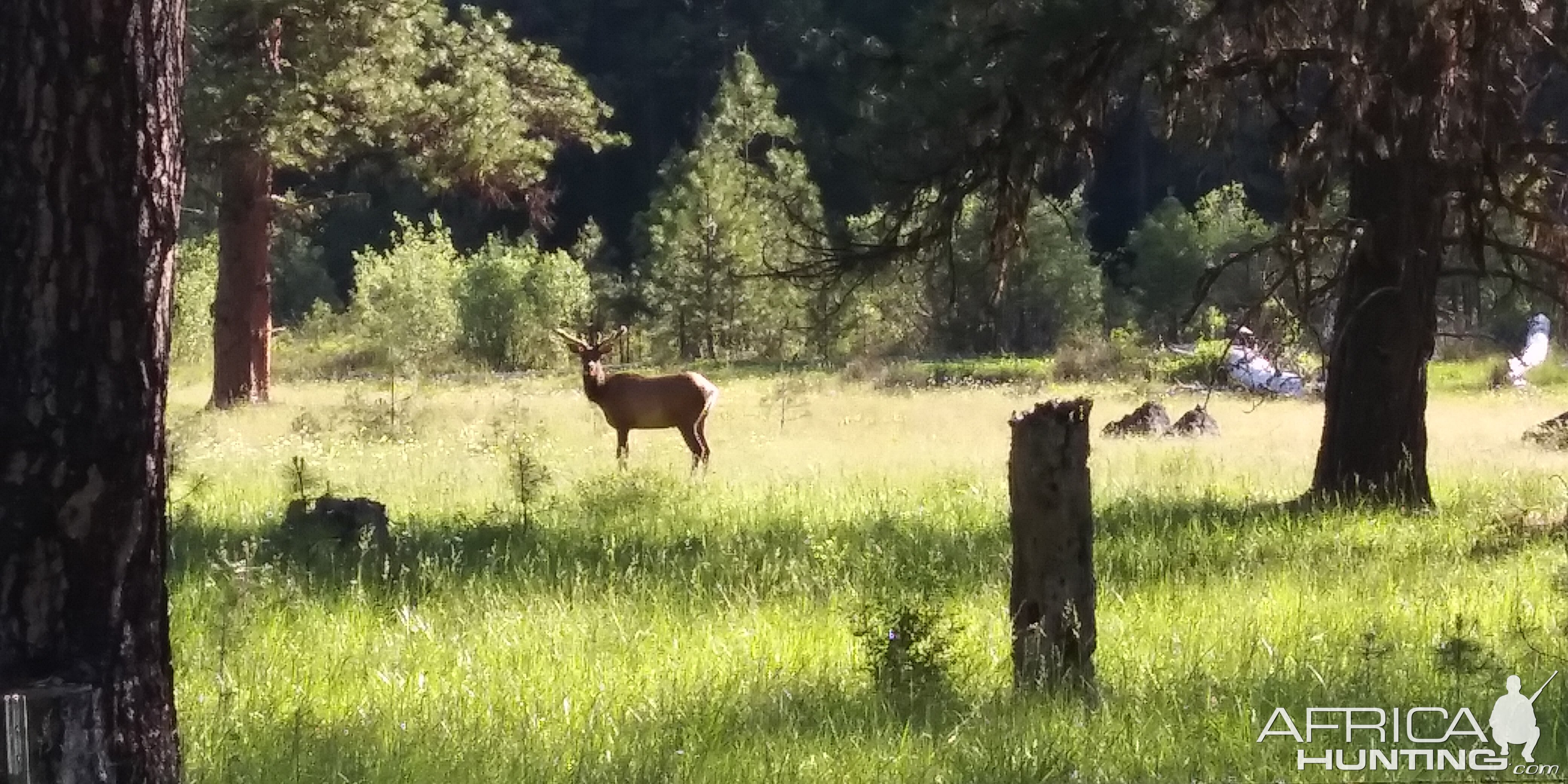 Elk USA