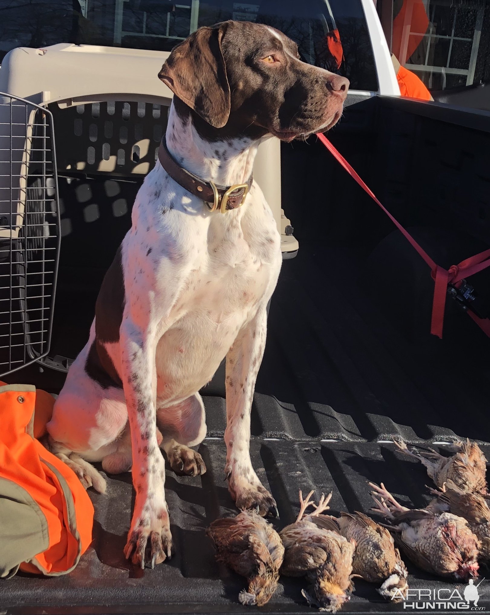 English Pointer Dog