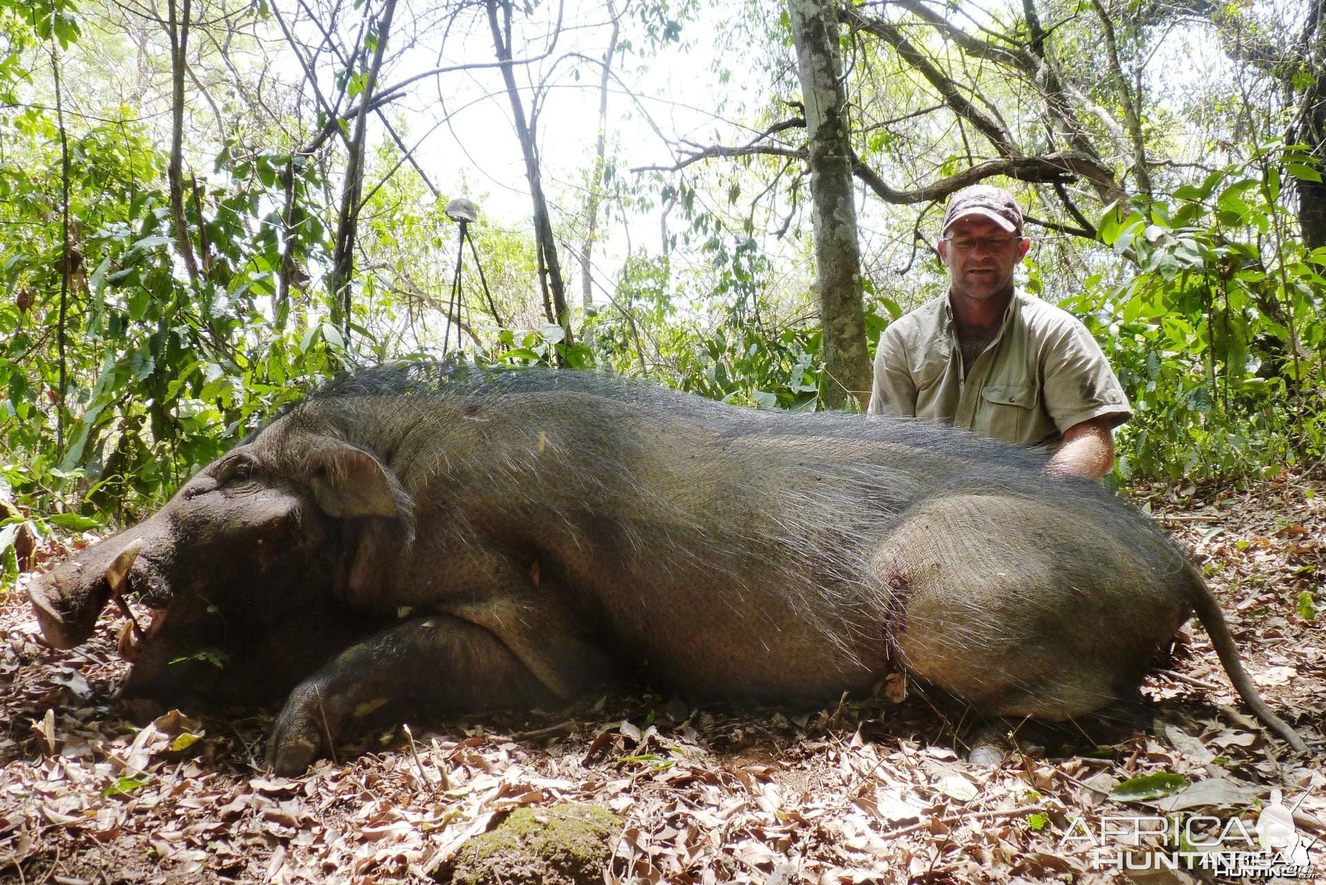 Enormous Giant Forest Hog hunted in CAR