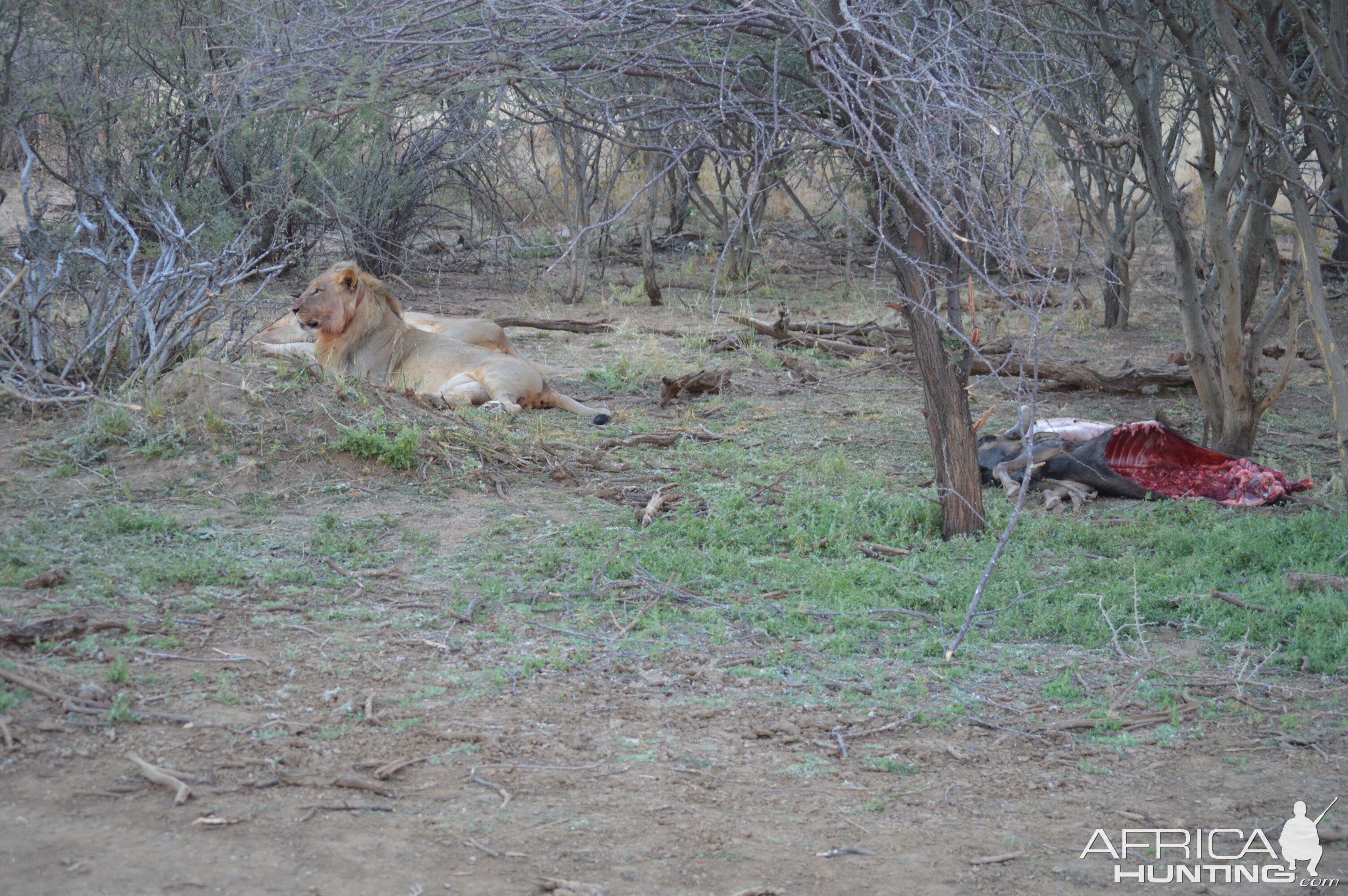 Erindi Lions feeding Namibia