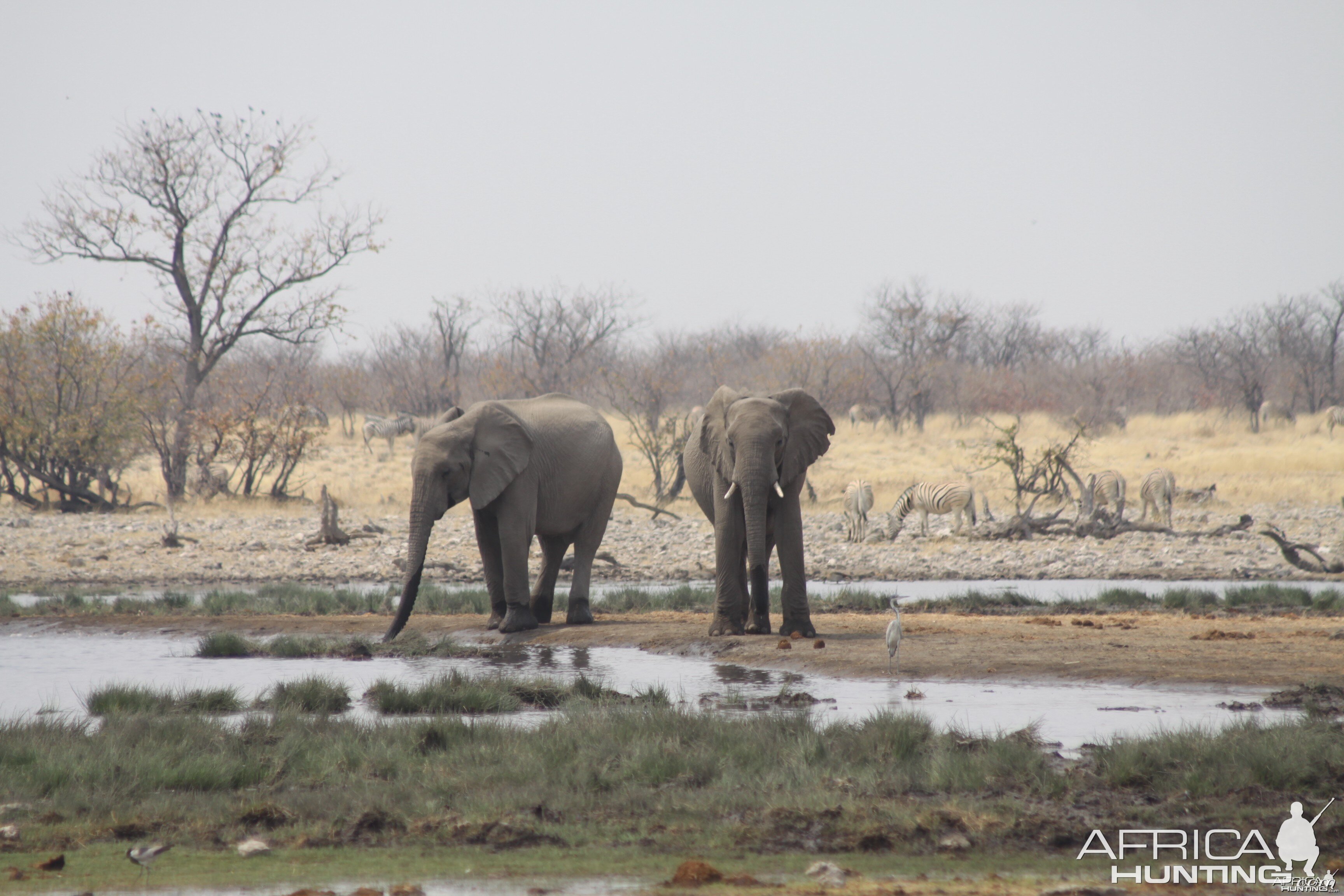 Etosha Elephant