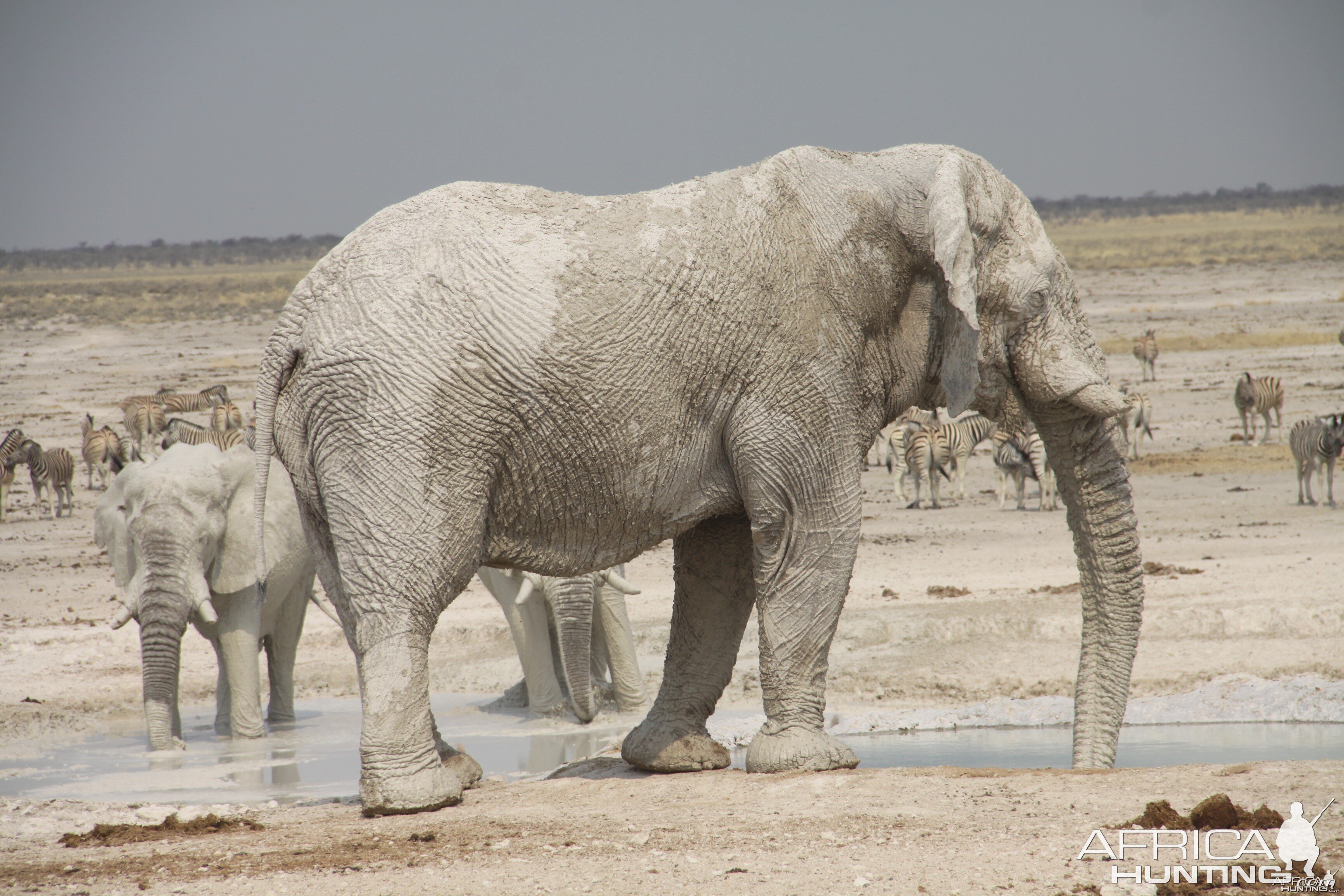 Etosha Elephant