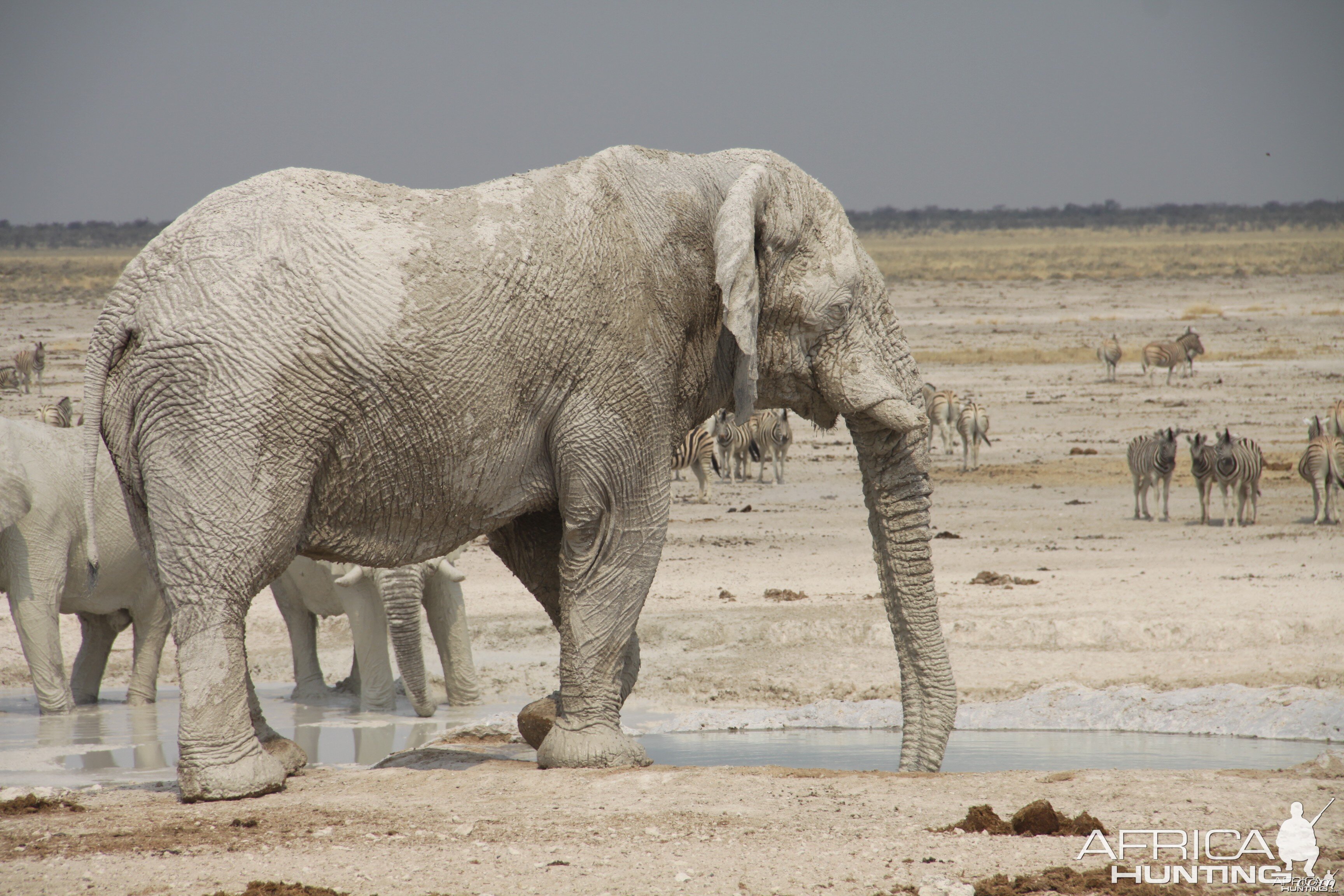 Etosha Elephant