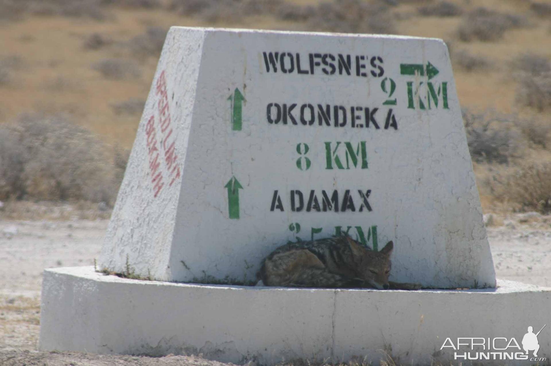 Etosha Jackal