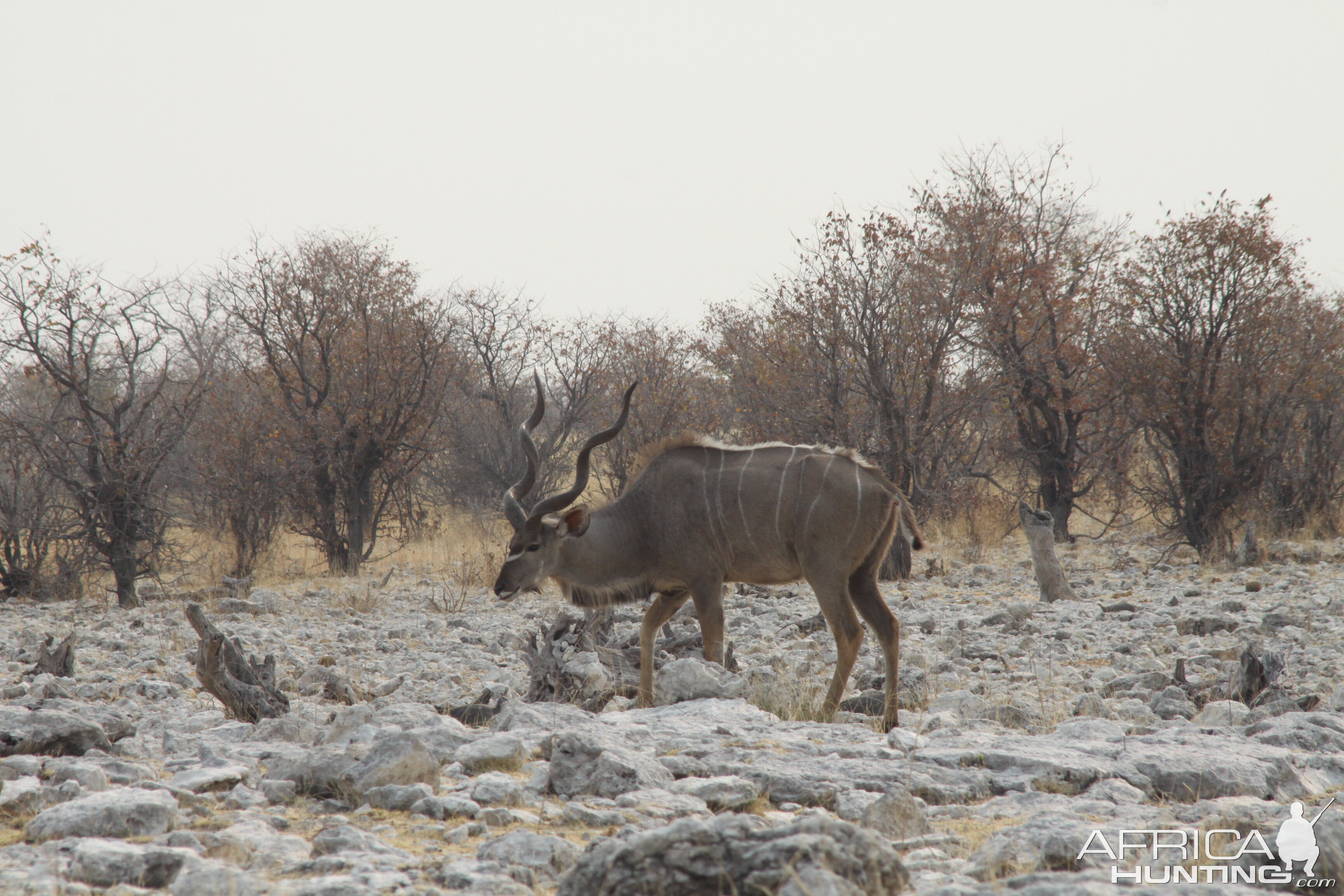 Etosha Kudu