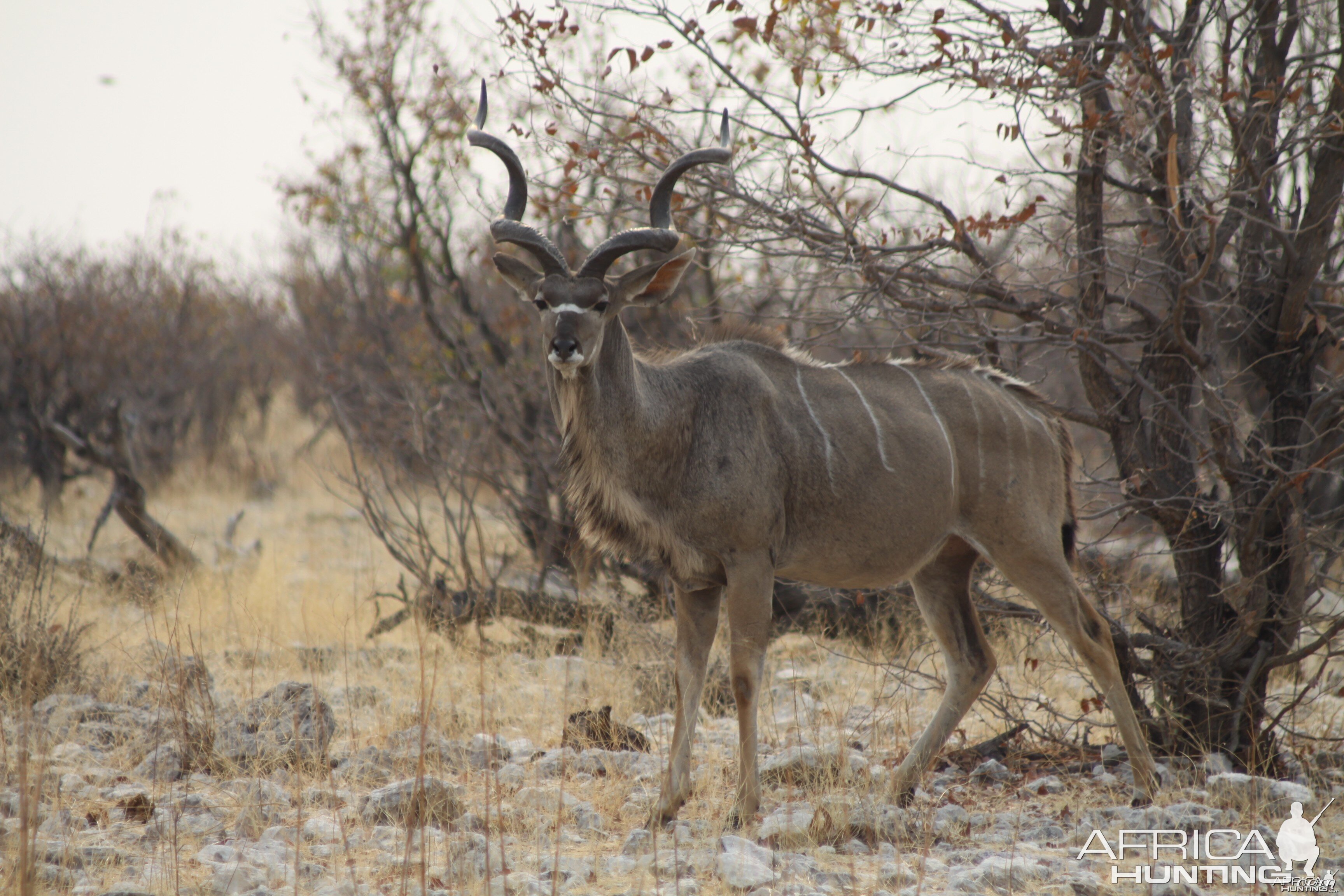 Etosha Kudu