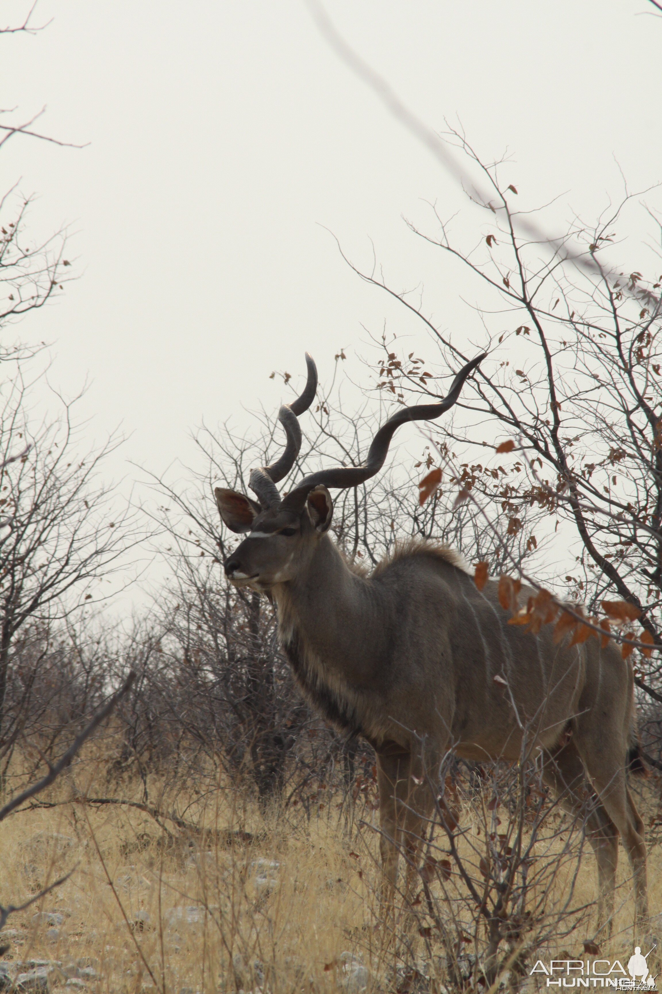 Etosha Kudu