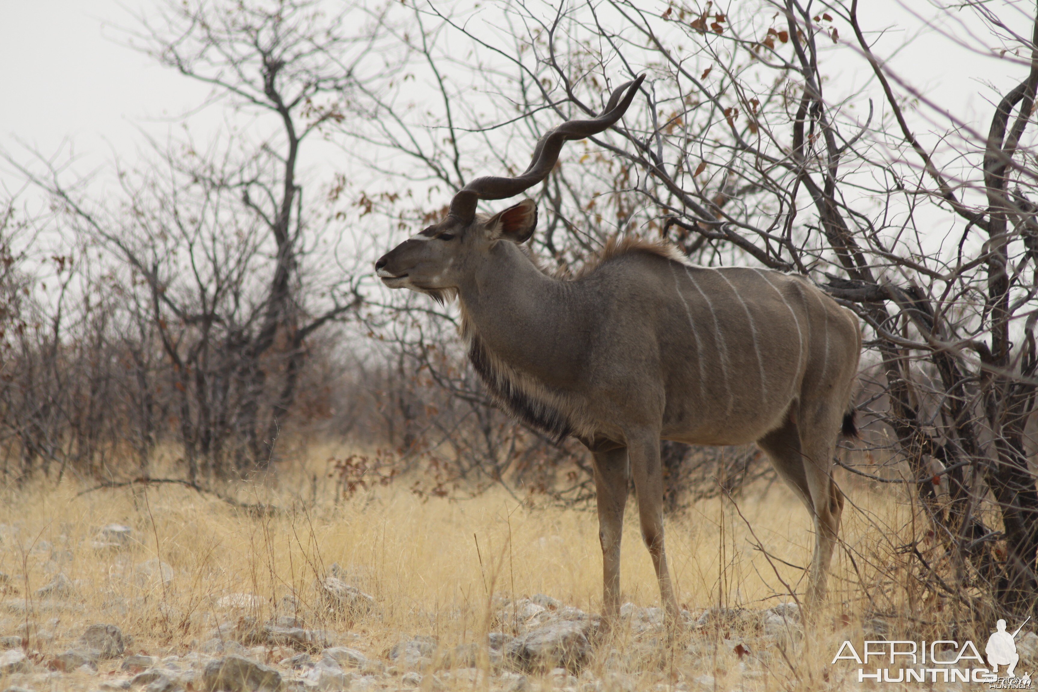 Etosha Kudu