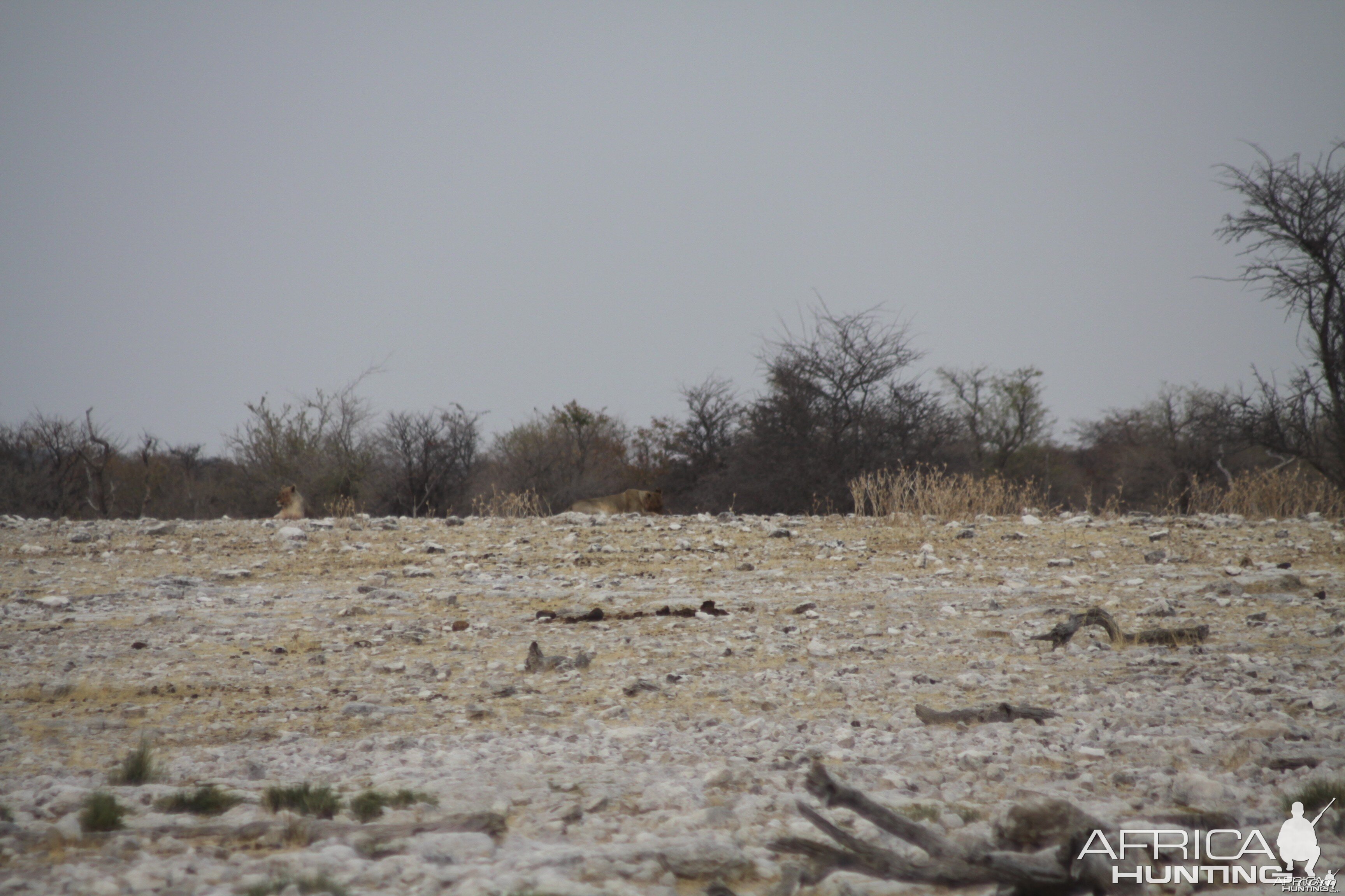 Etosha Lion