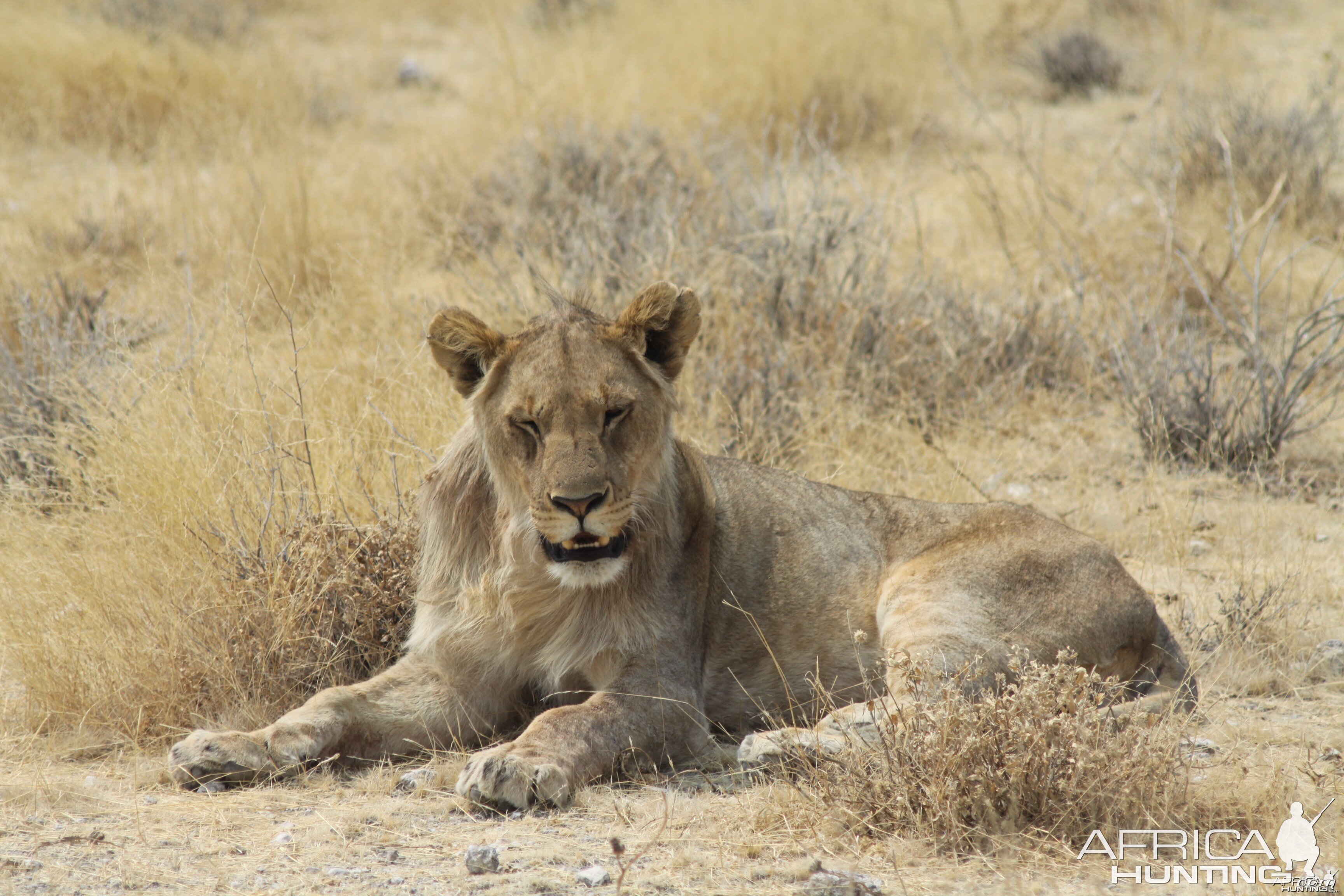 Etosha Lion