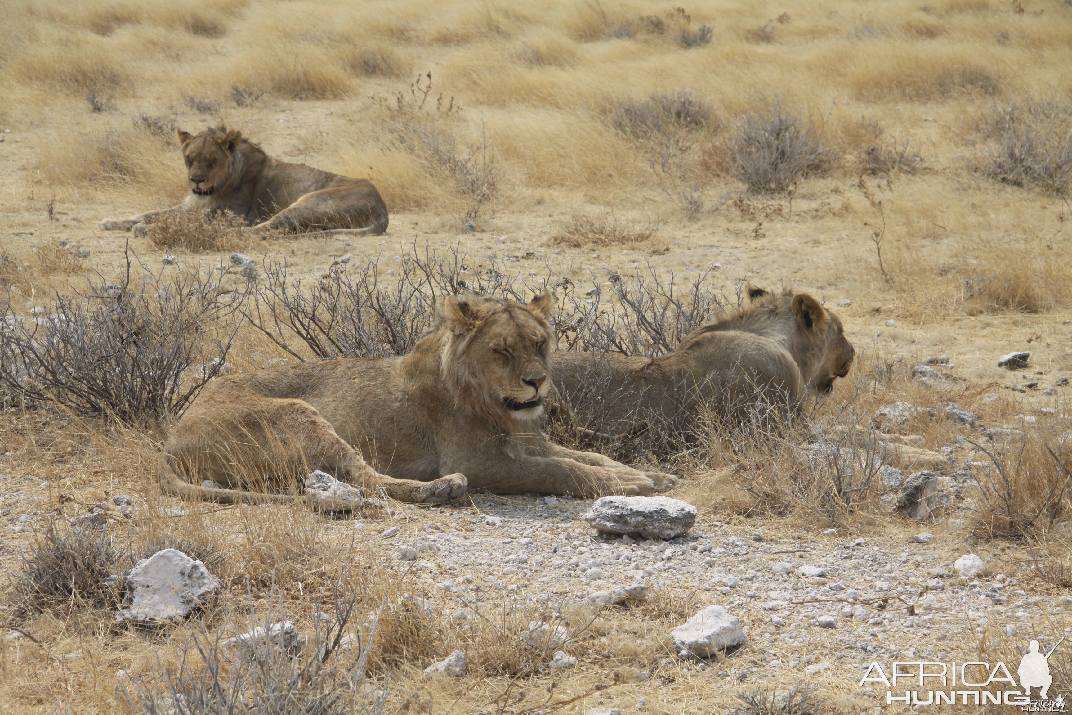 Etosha Lion