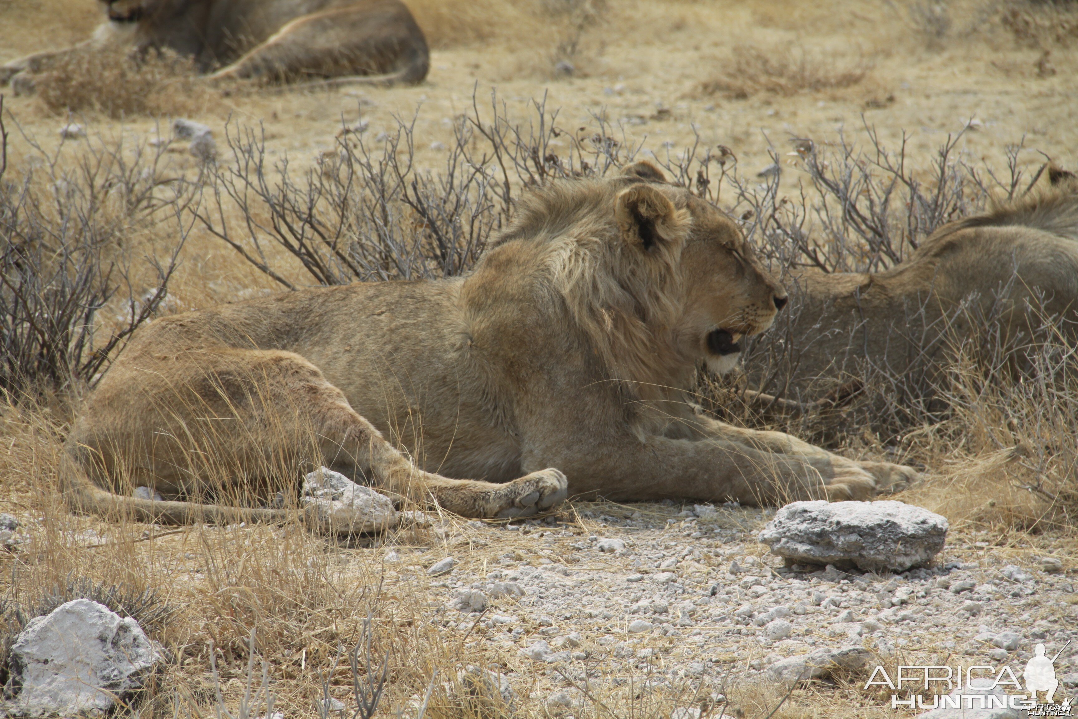 Etosha Lion