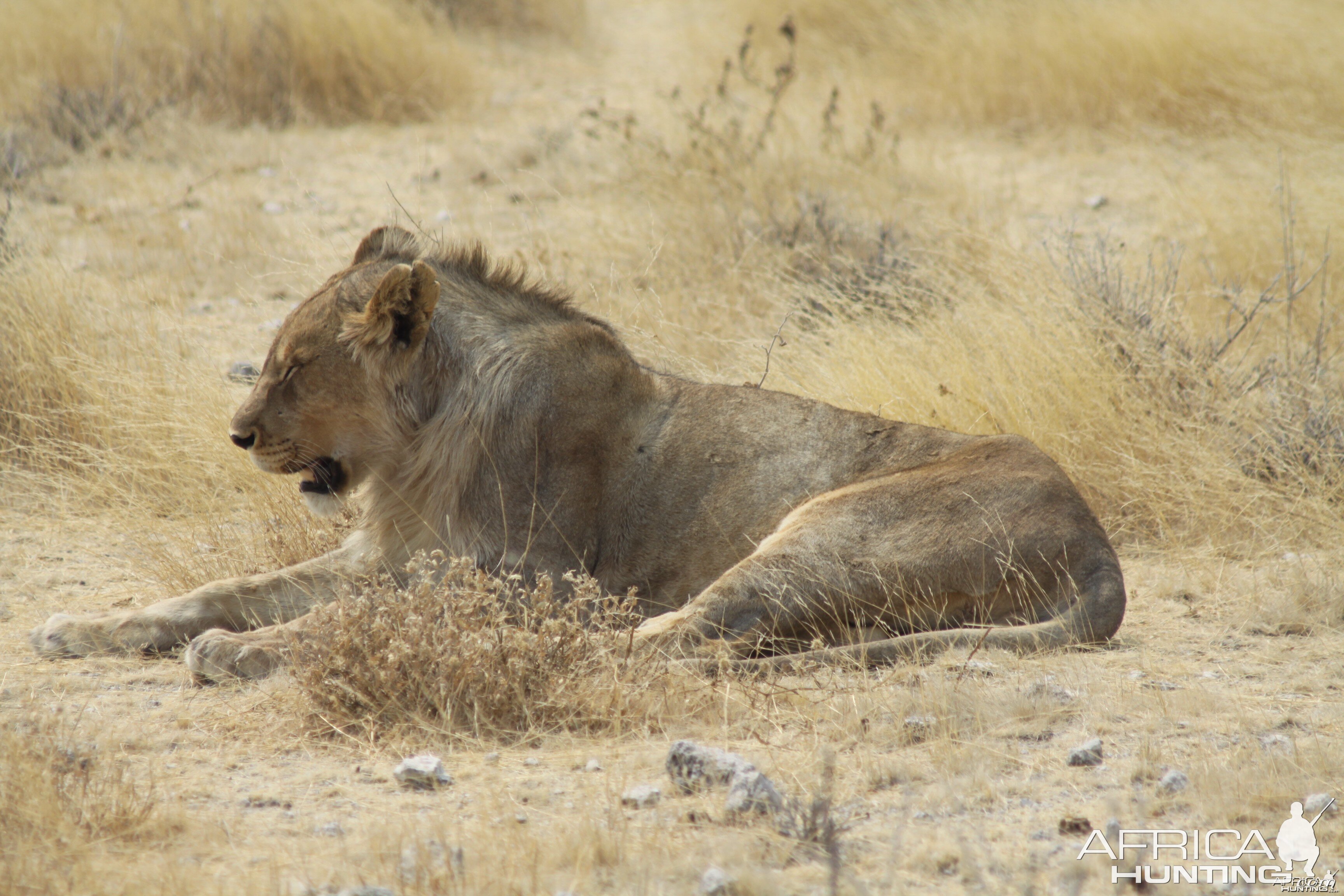 Etosha Lion