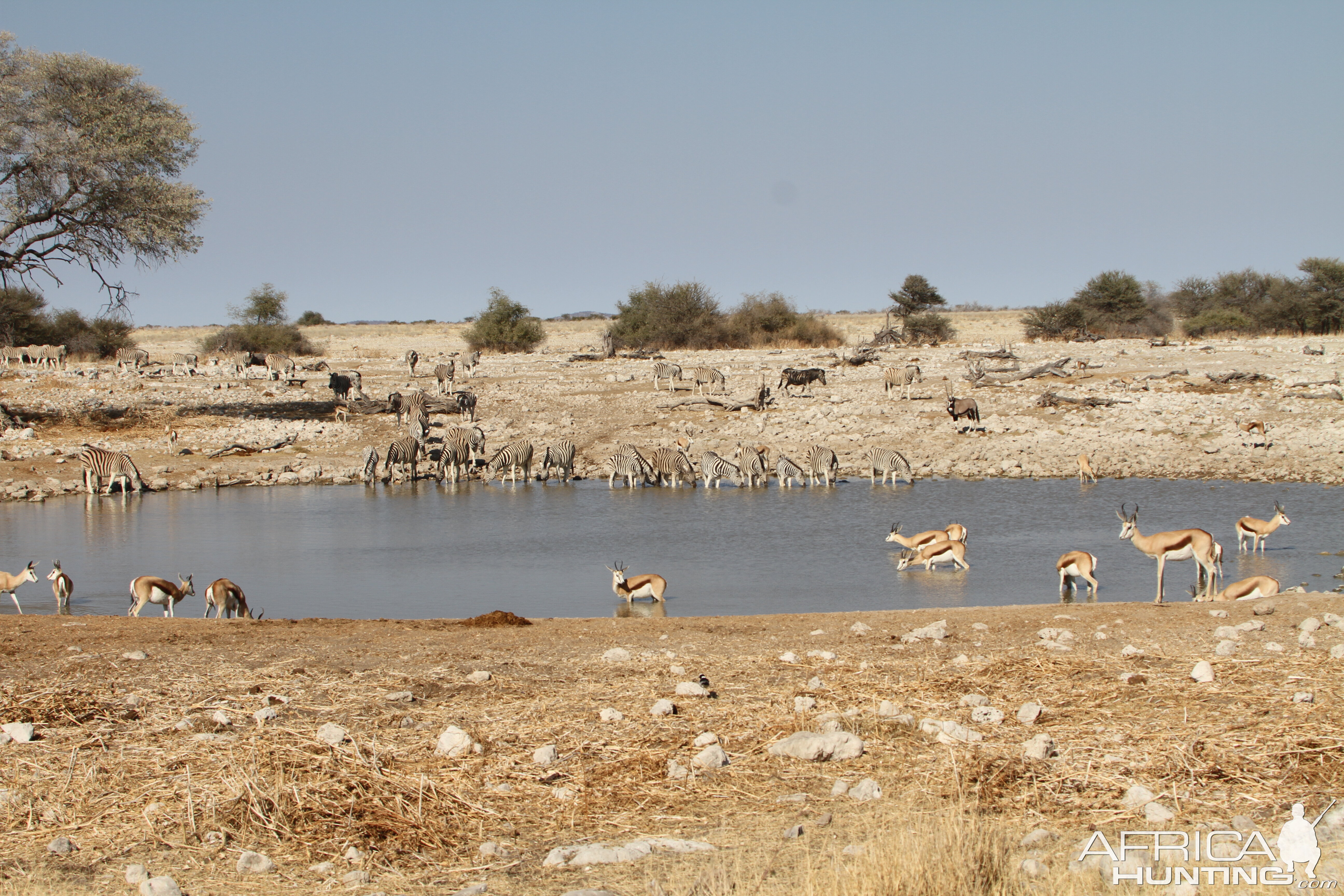 Etosha National Park