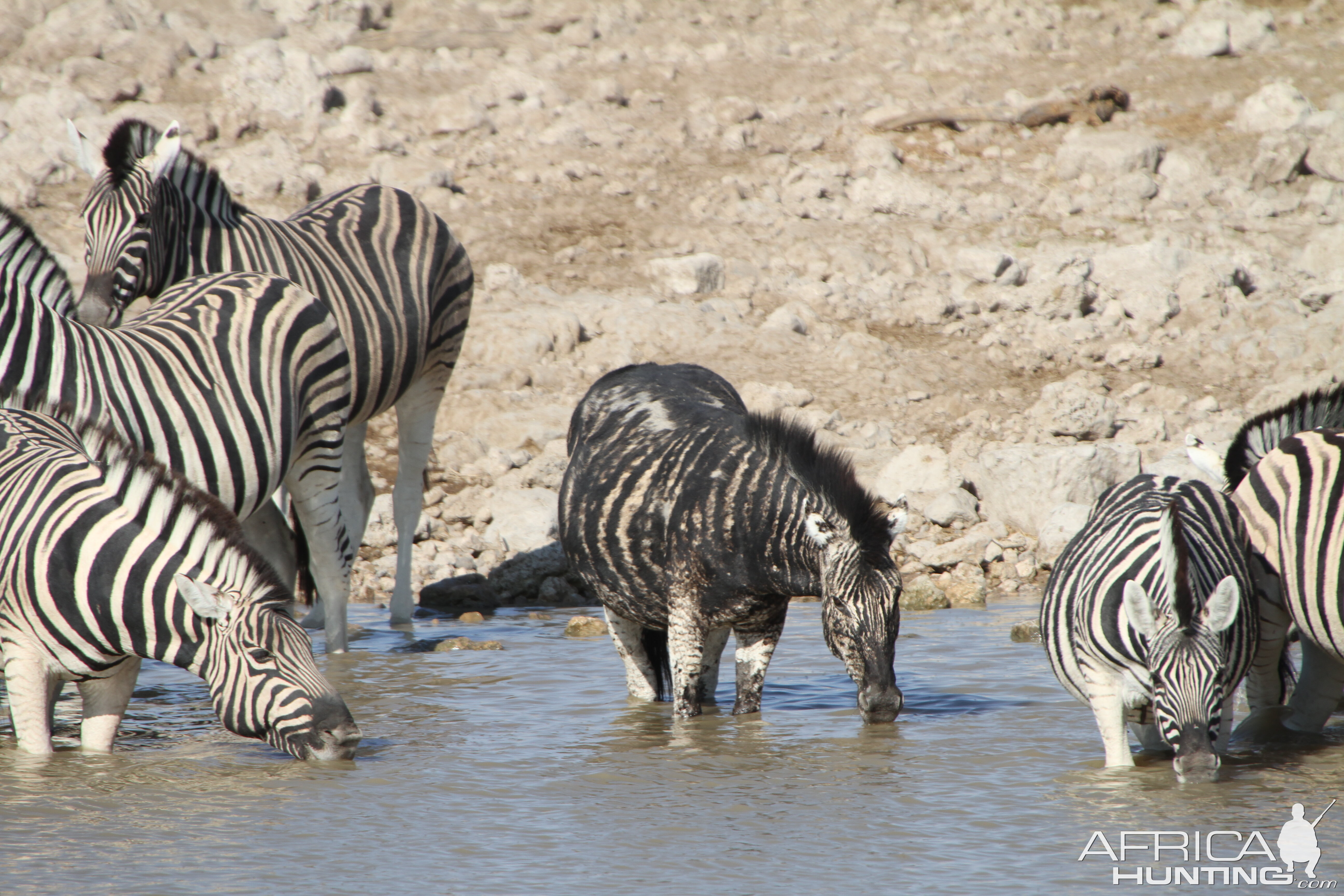 Etosha National Park