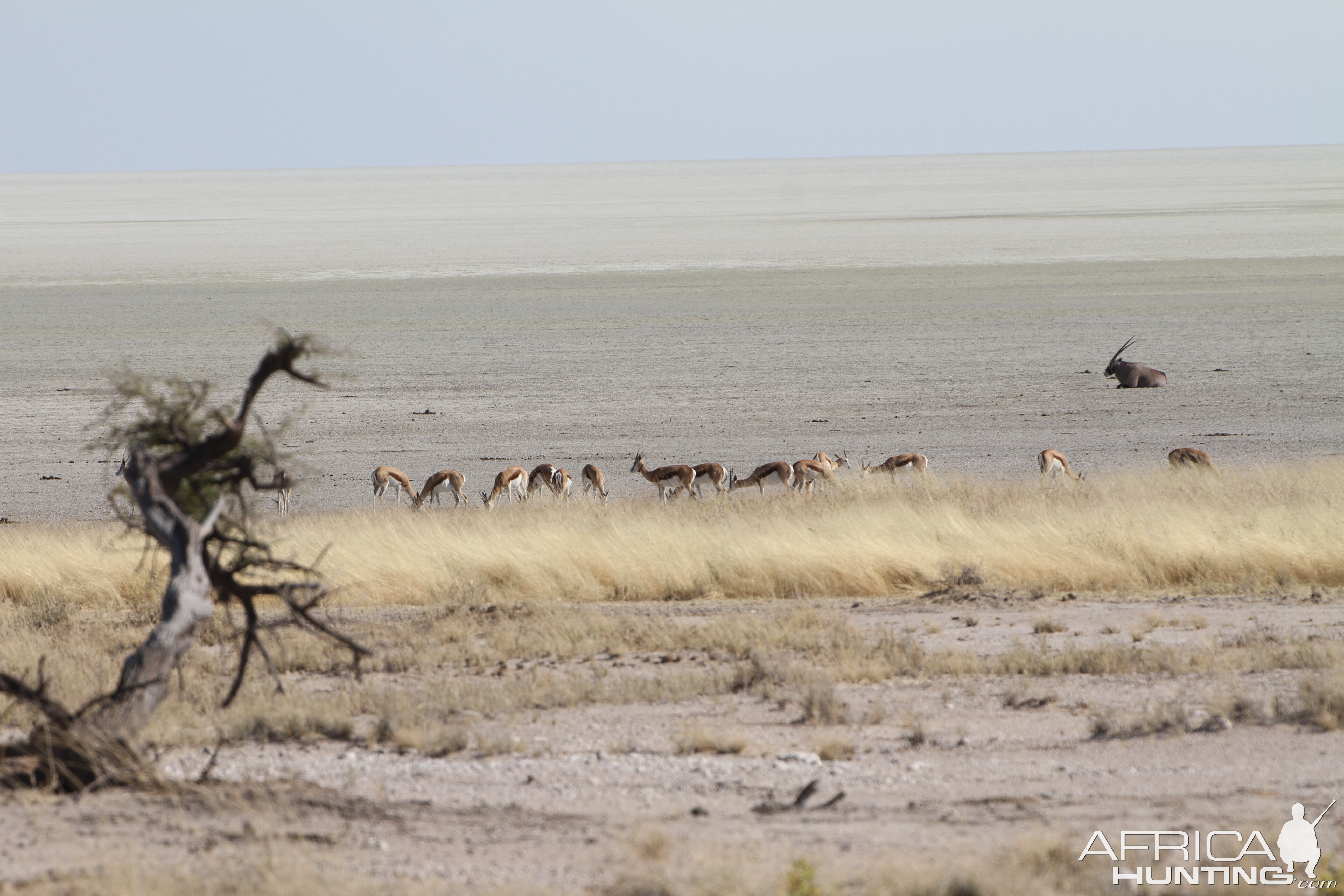 Etosha National Park