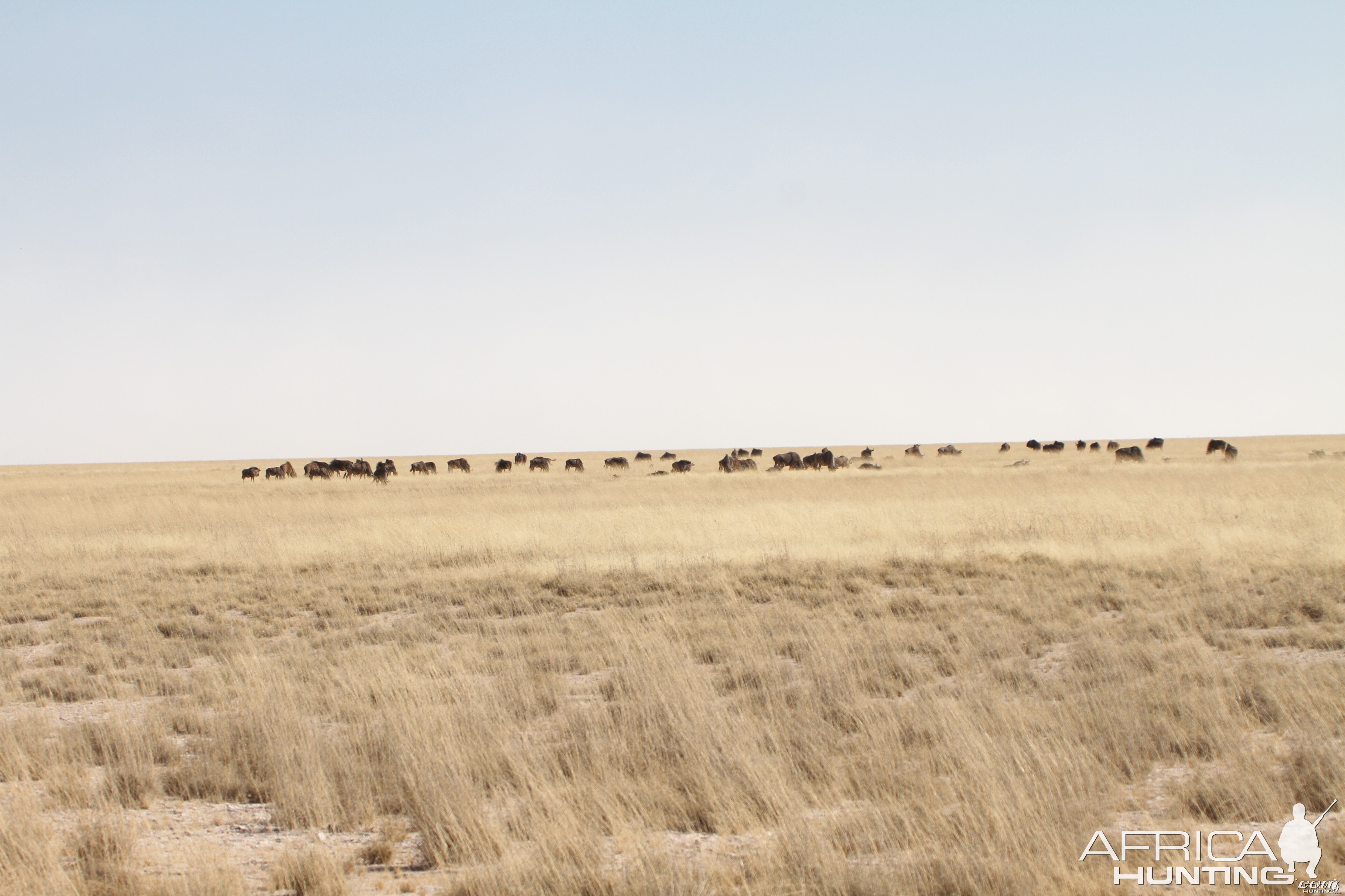 Etosha National Park