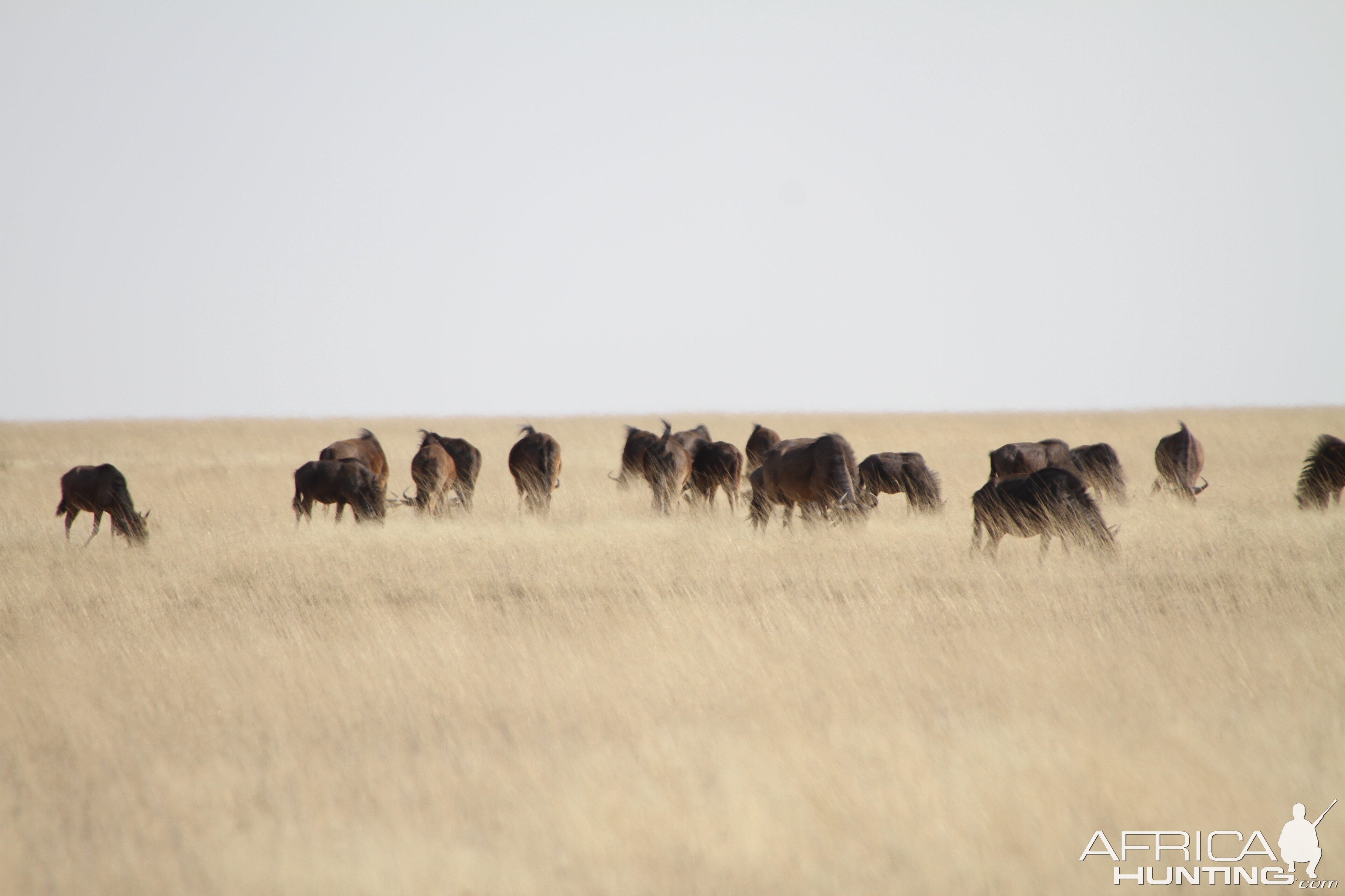 Etosha National Park