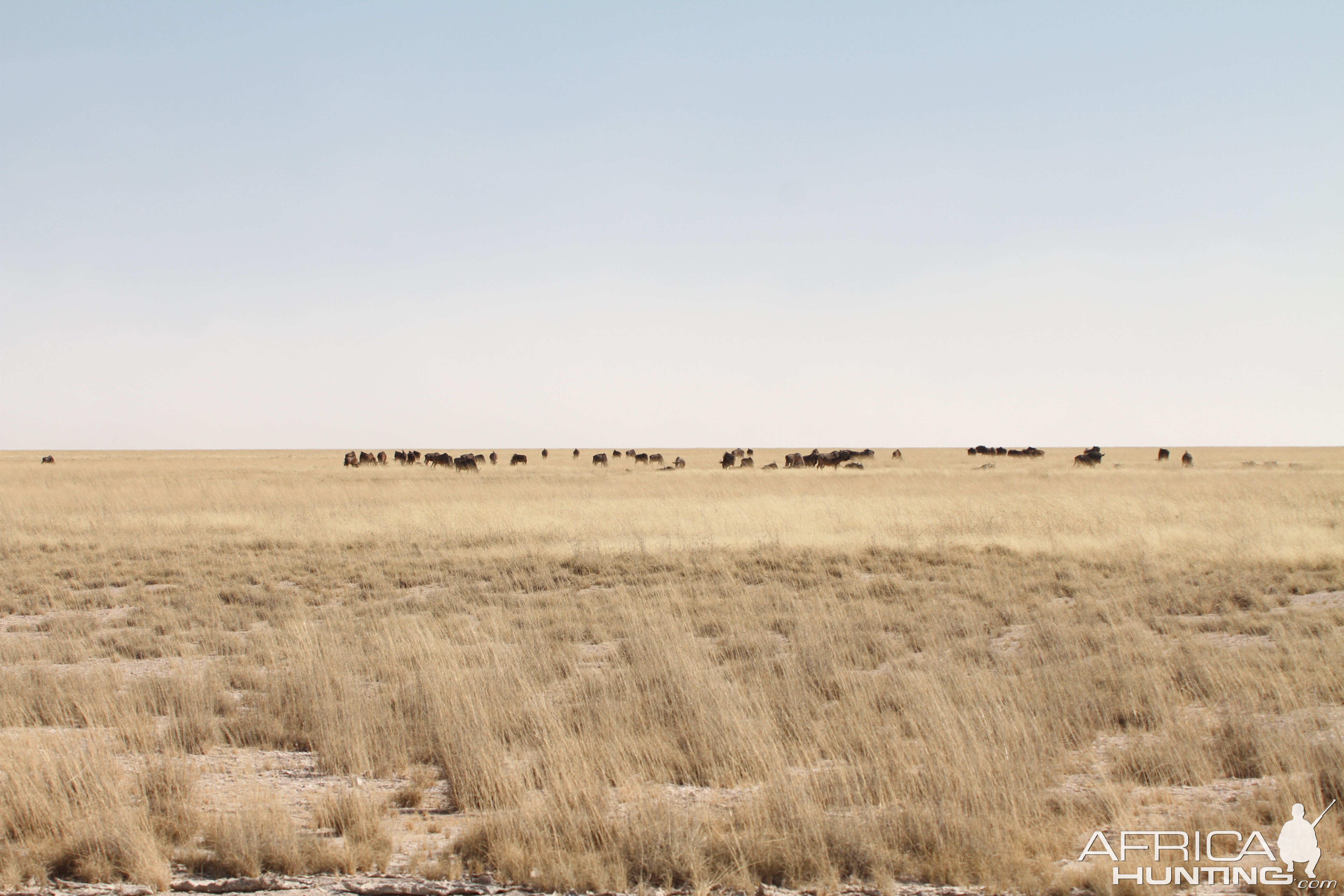 Etosha National Park